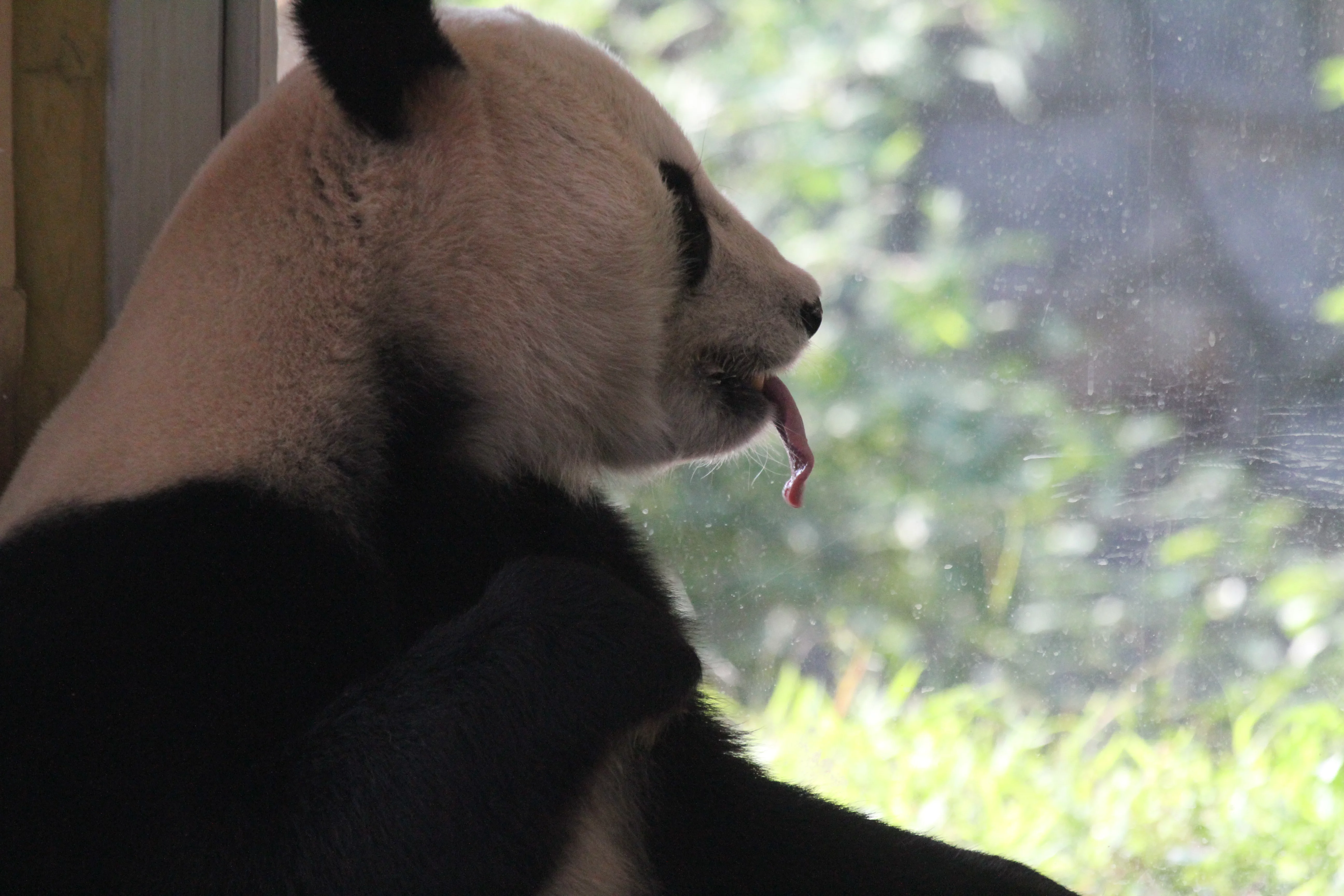 Guangzhou Zoo