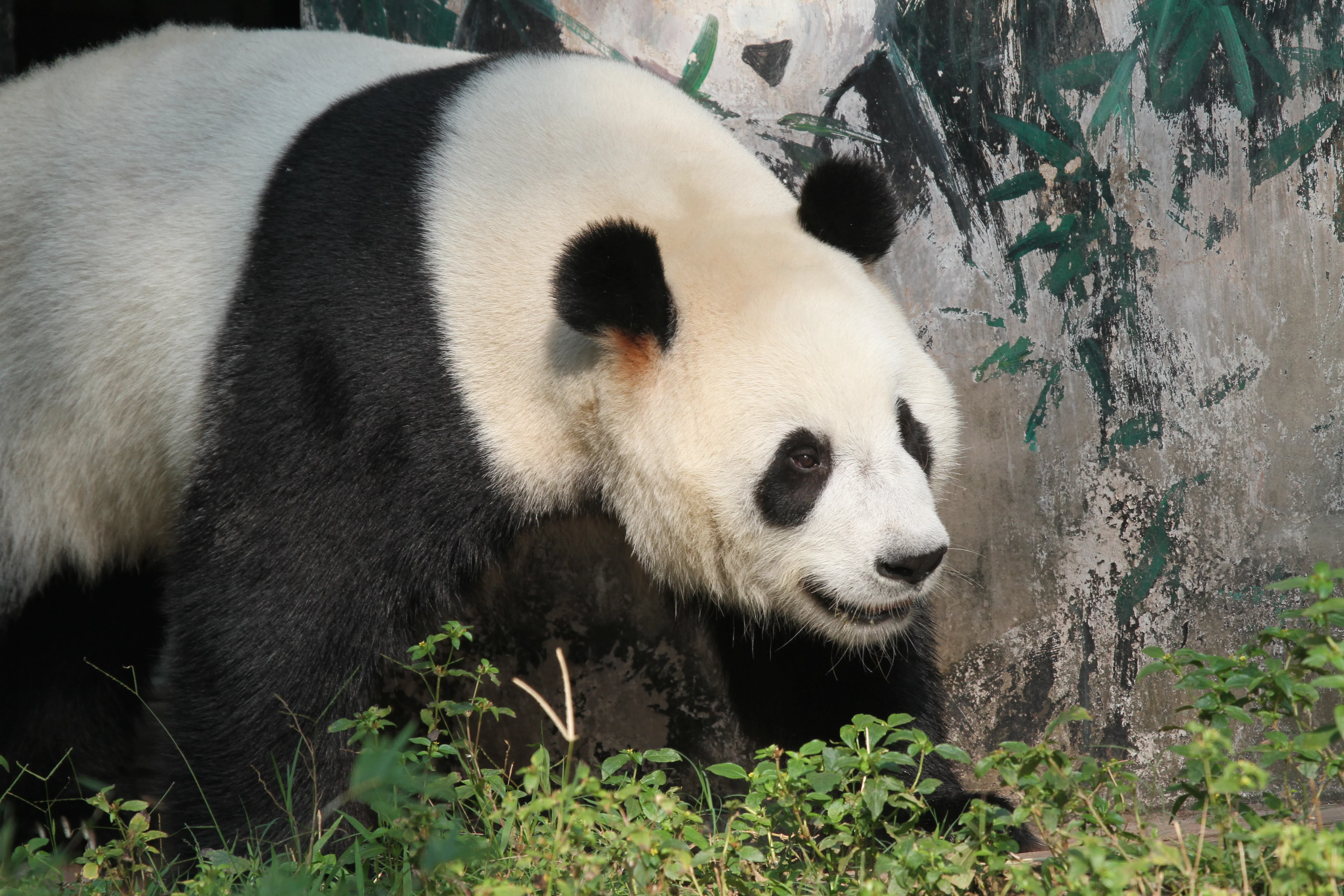 Guangzhou Zoo