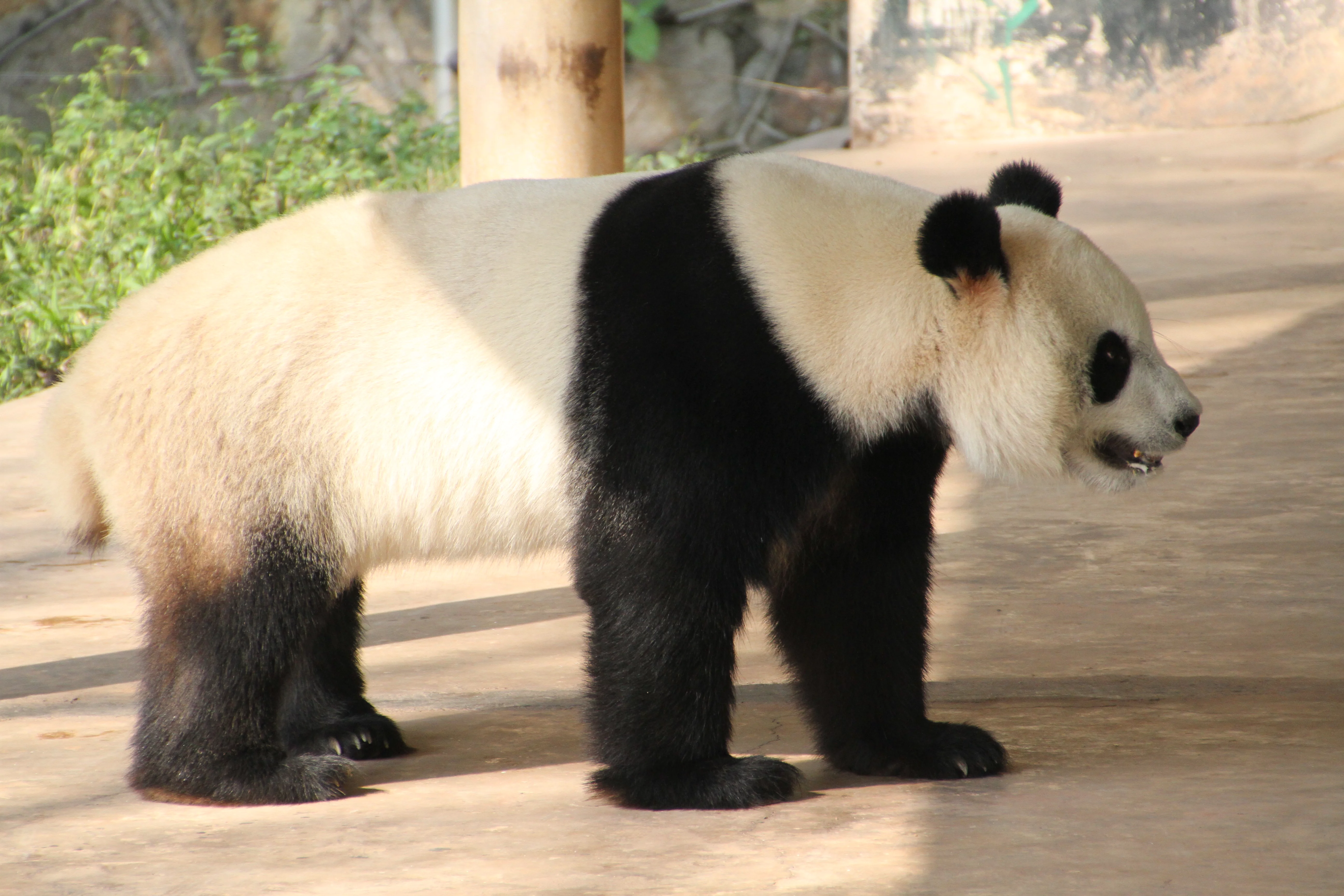 Guangzhou Zoo