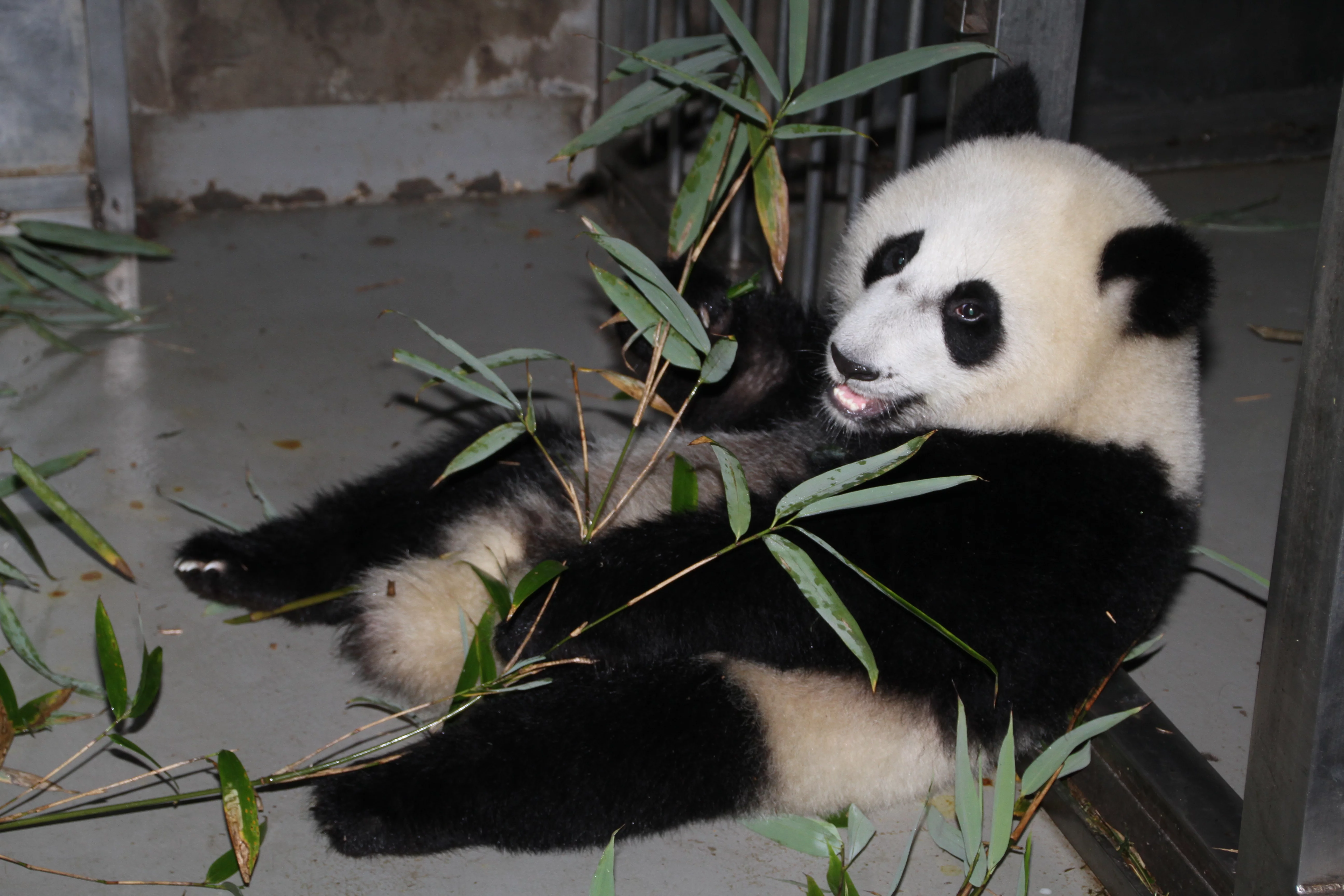 Chengdu Research Base of Giant Panda Breeding