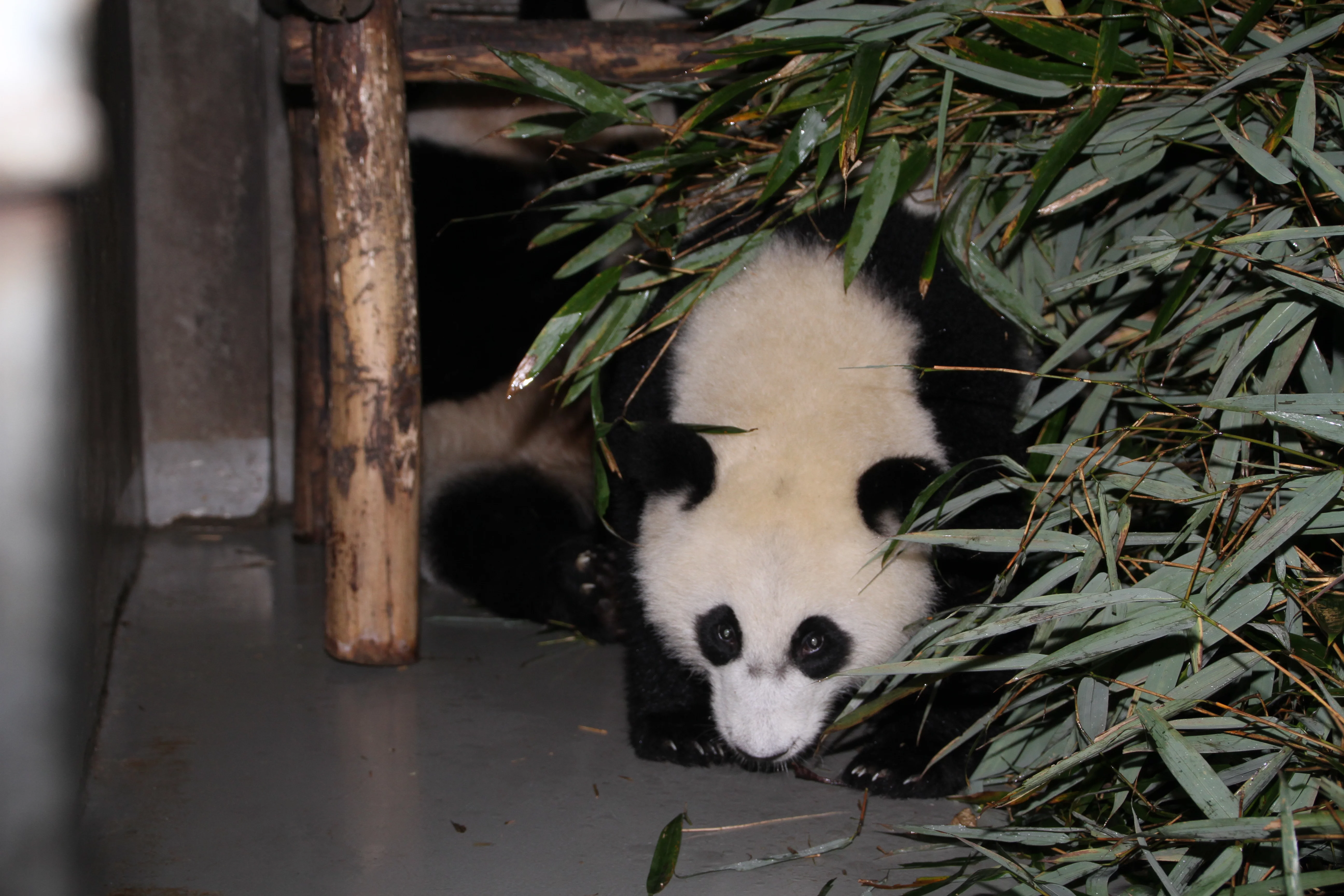 Chengdu Research Base of Giant Panda Breeding