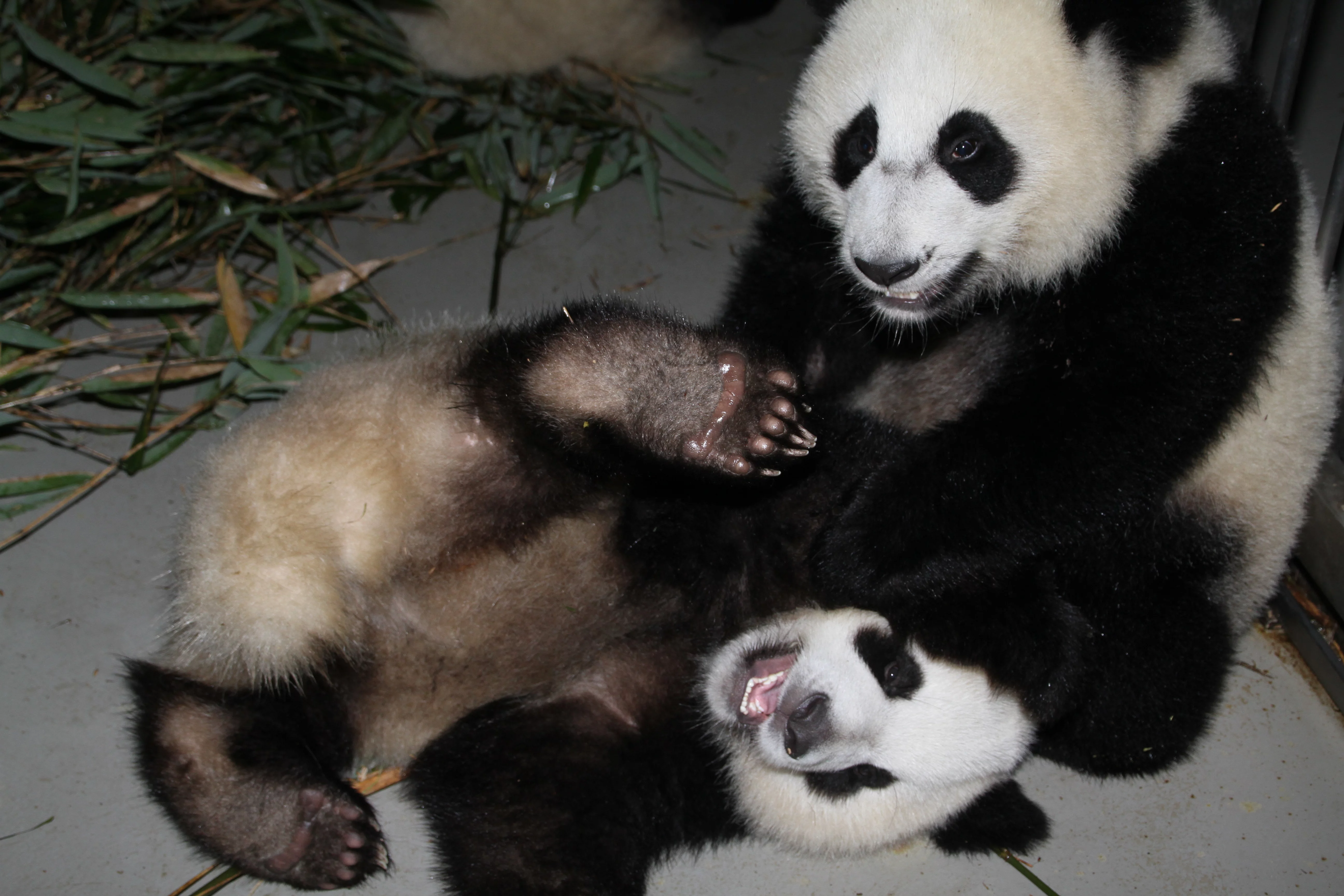 Chengdu Research Base of Giant Panda Breeding