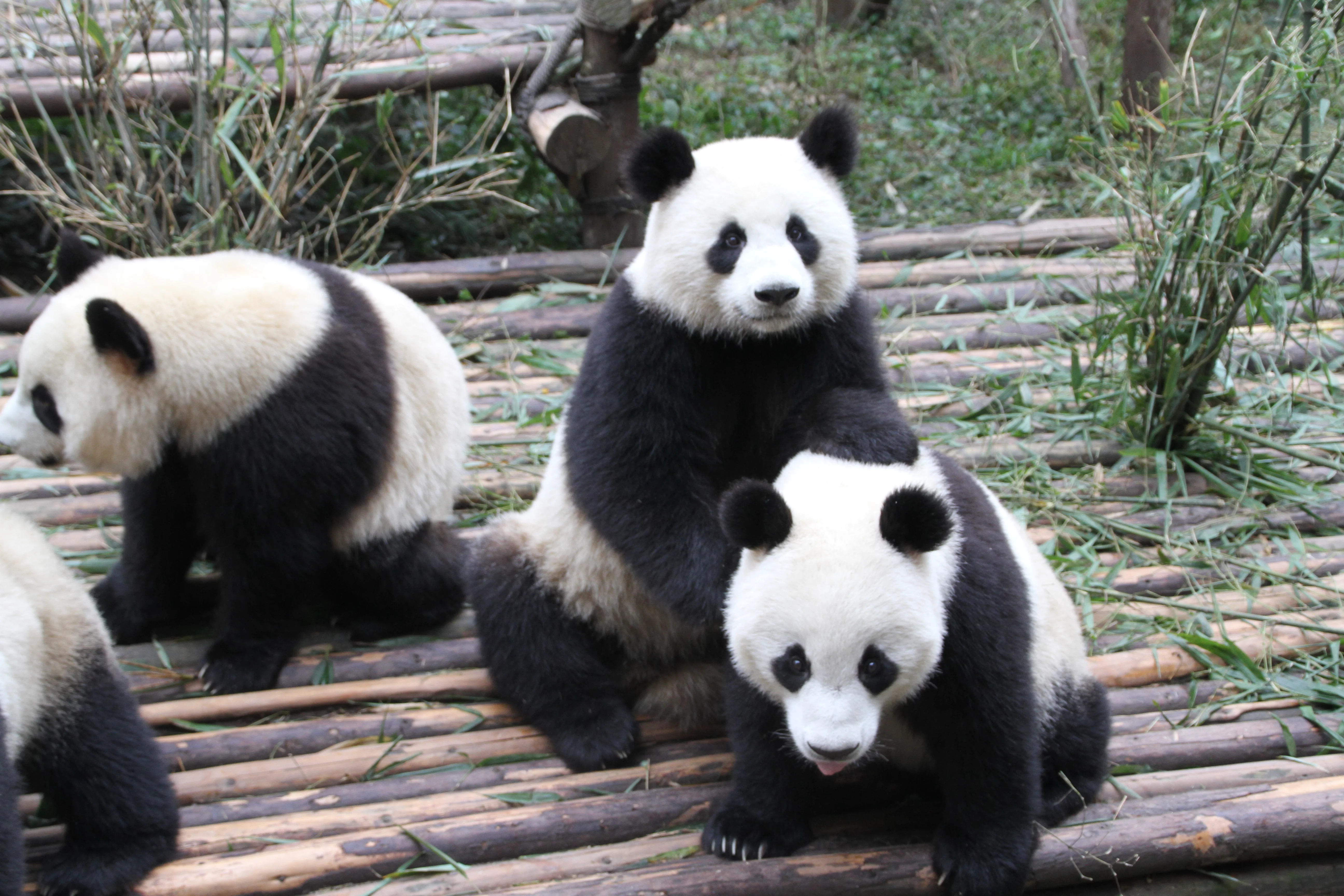 Chengdu Research Base of Giant Panda Breeding