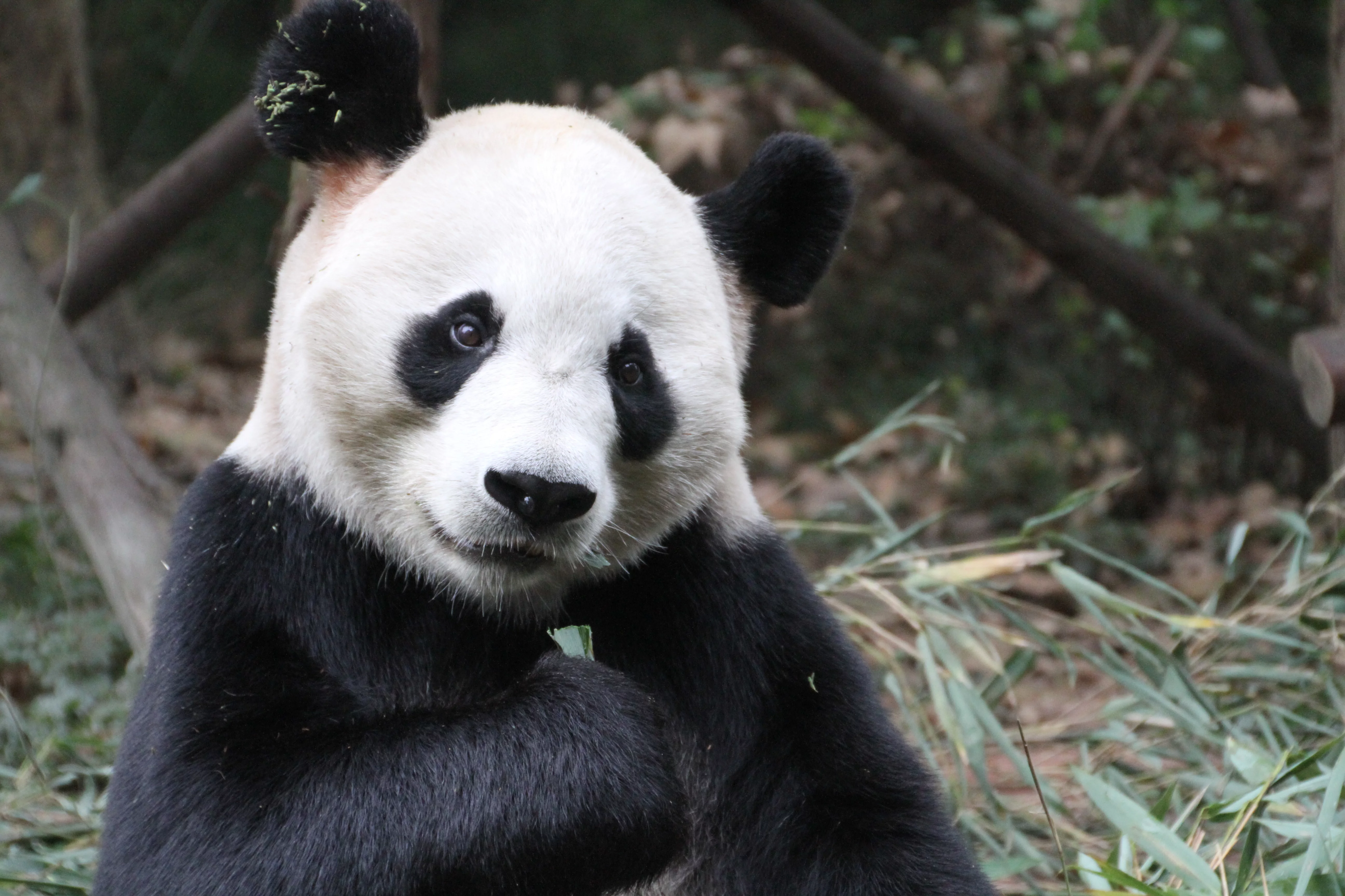 Chengdu Research Base of Giant Panda Breeding