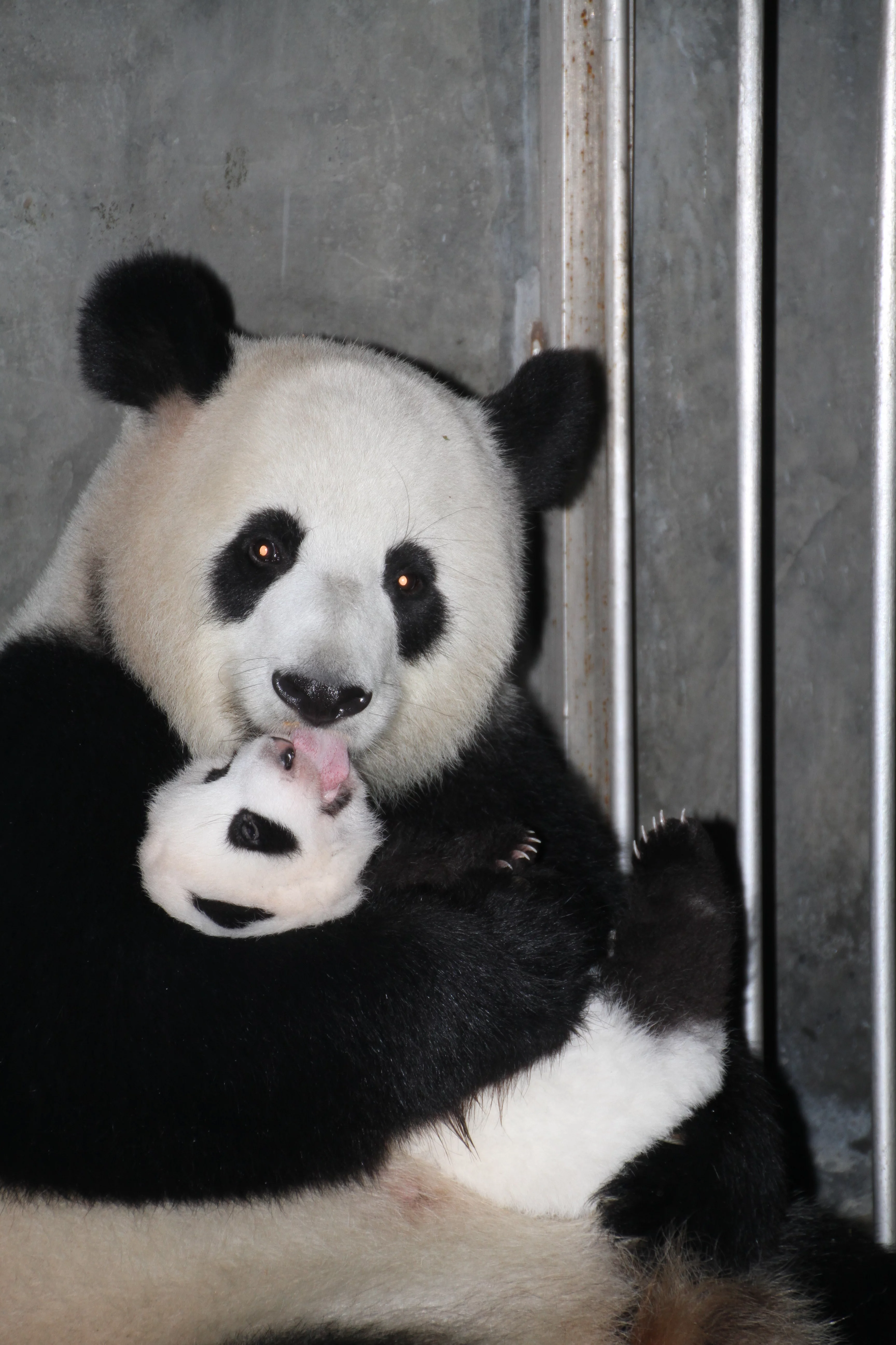 Chengdu Research Base of Giant Panda Breeding