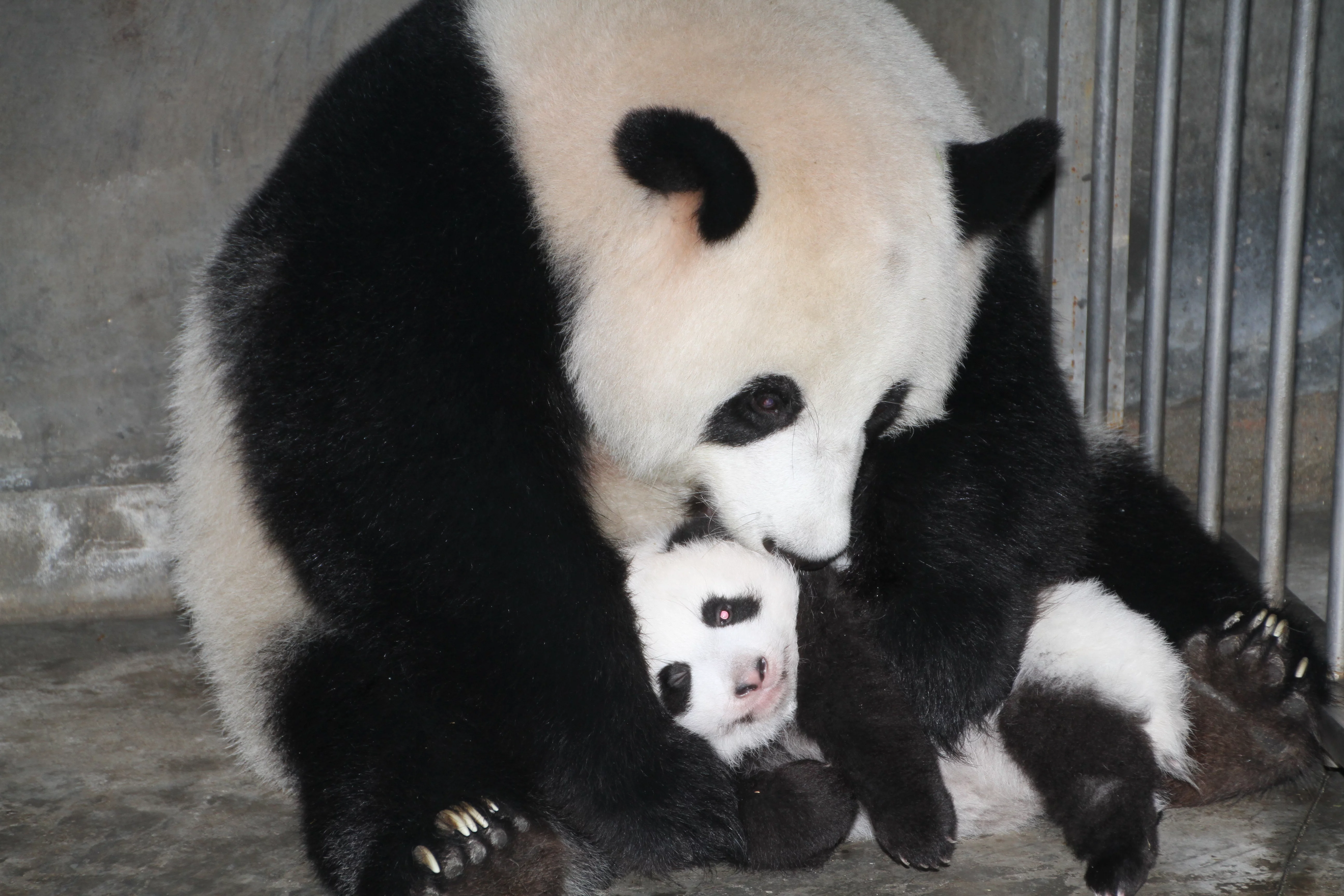 Chengdu Research Base of Giant Panda Breeding