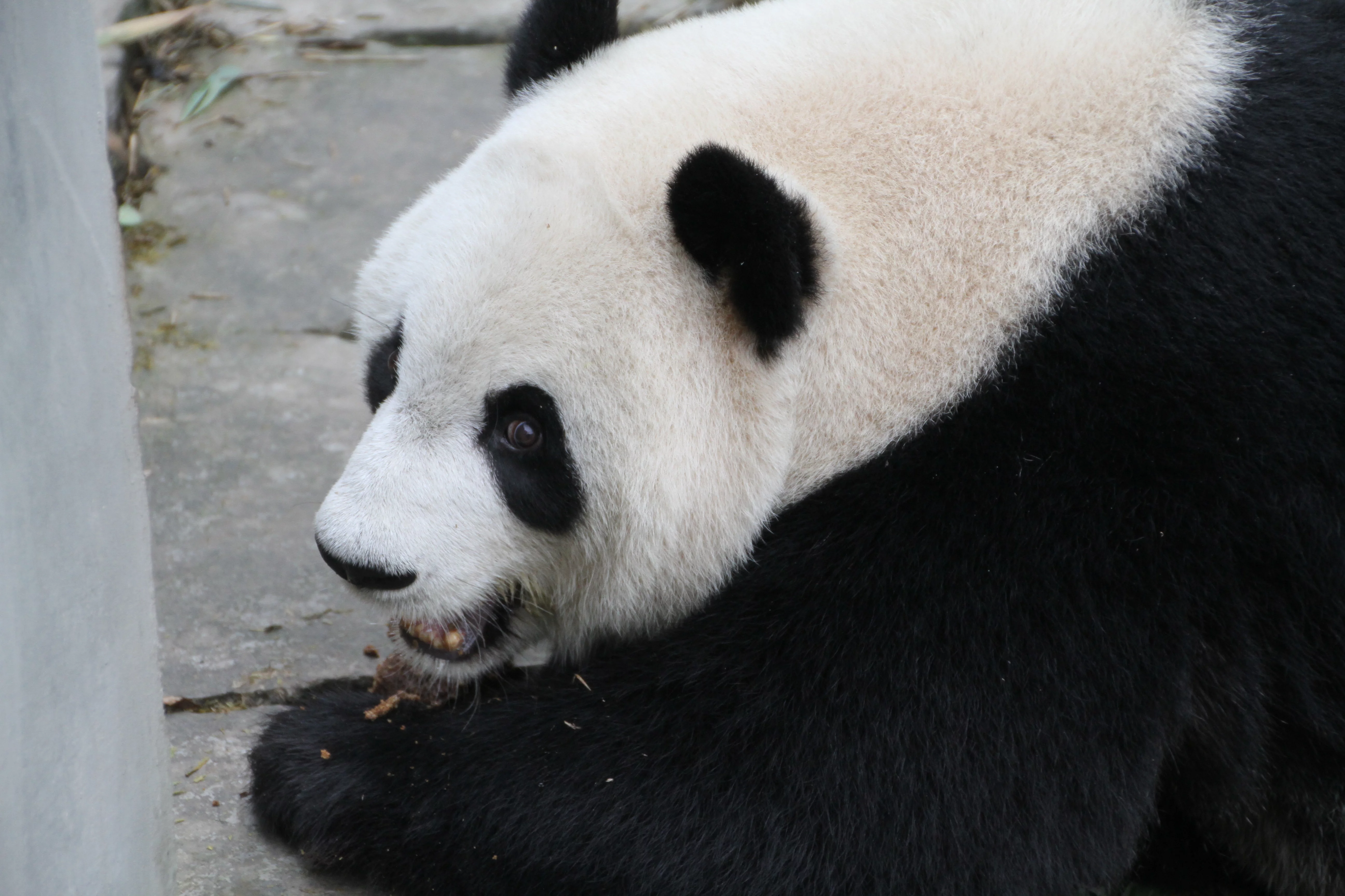 Chengdu Research Base of Giant Panda Breeding