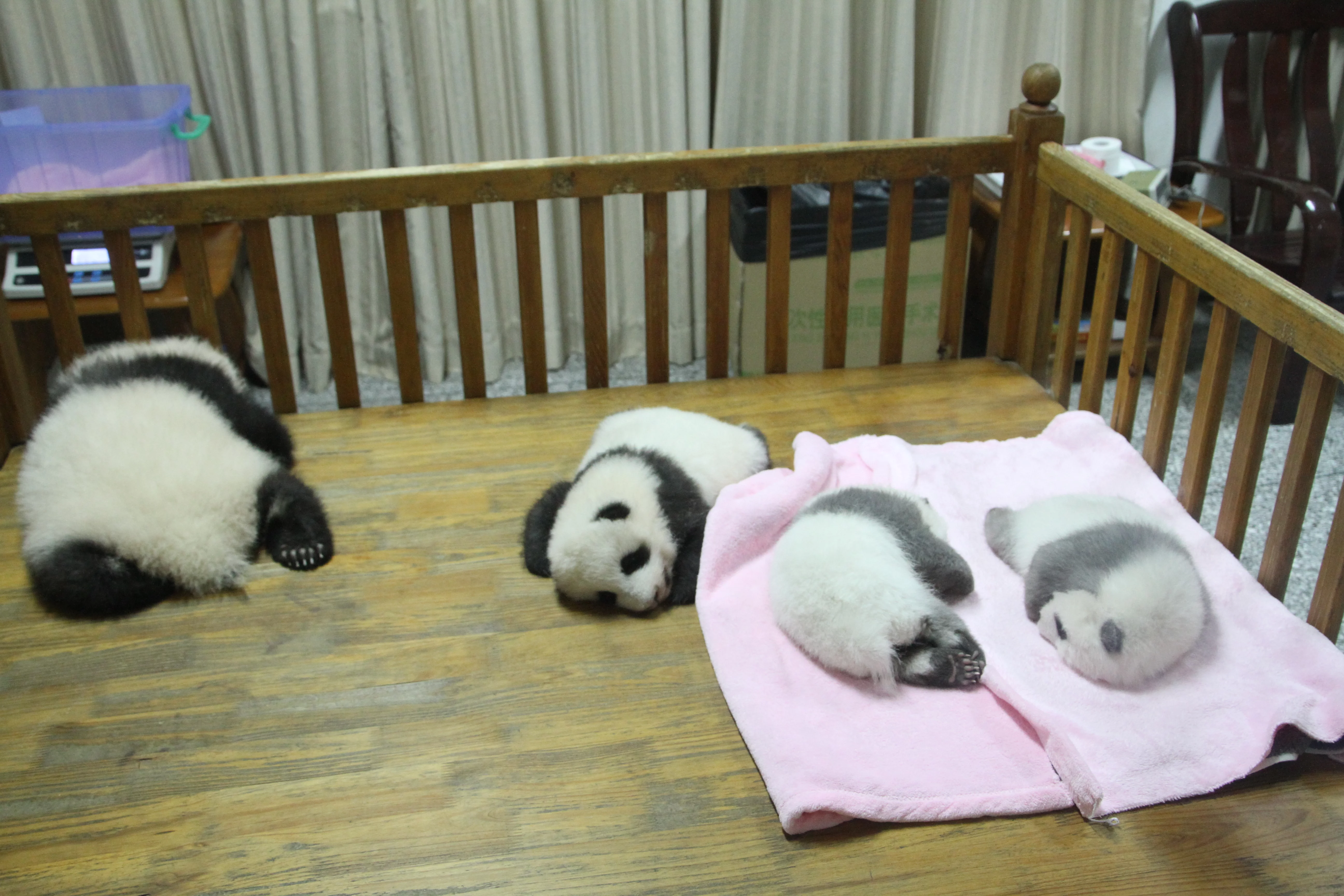 Chengdu Research Base of Giant Panda Breeding
