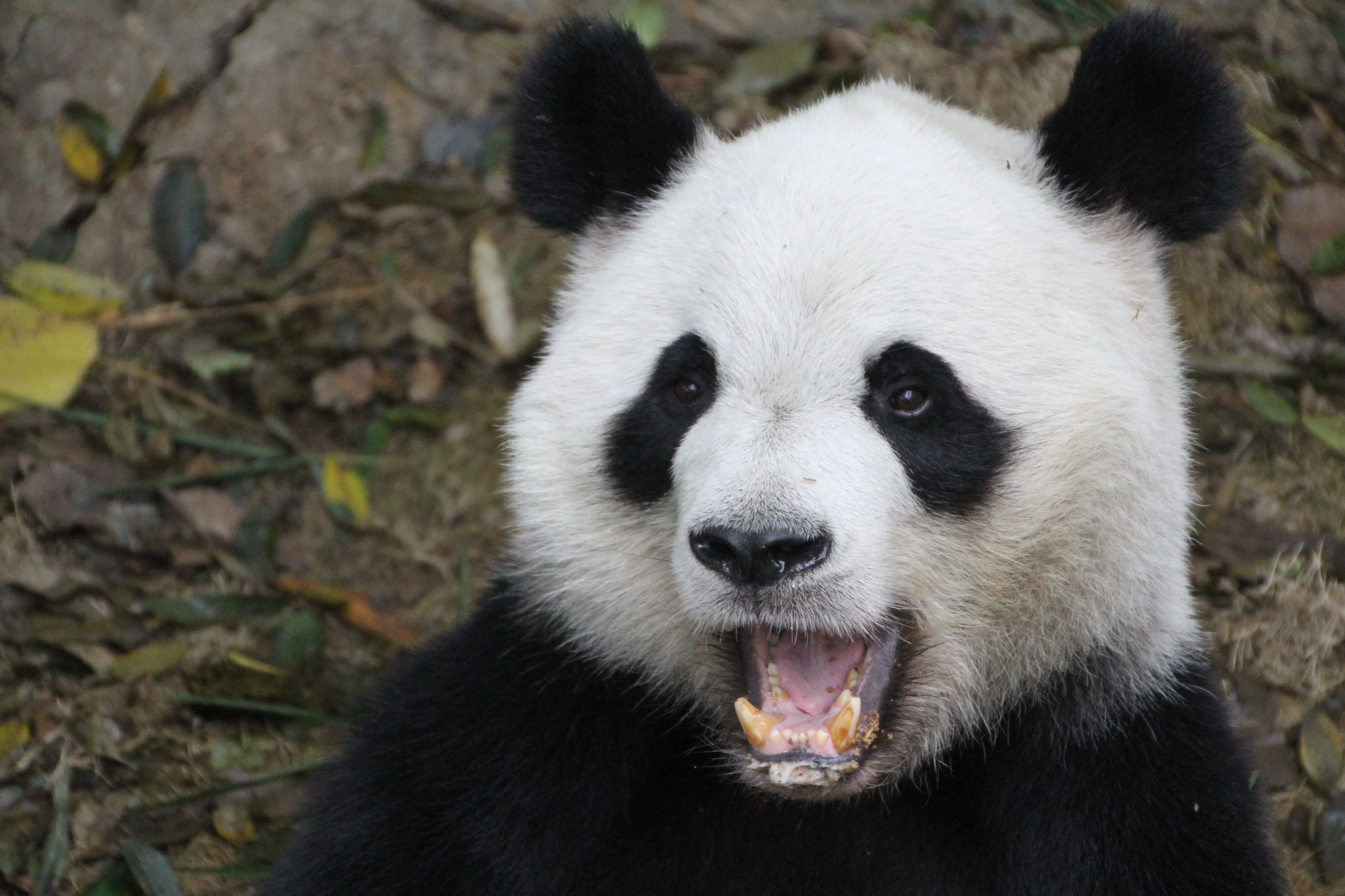 Chengdu Research Base of Giant Panda Breeding