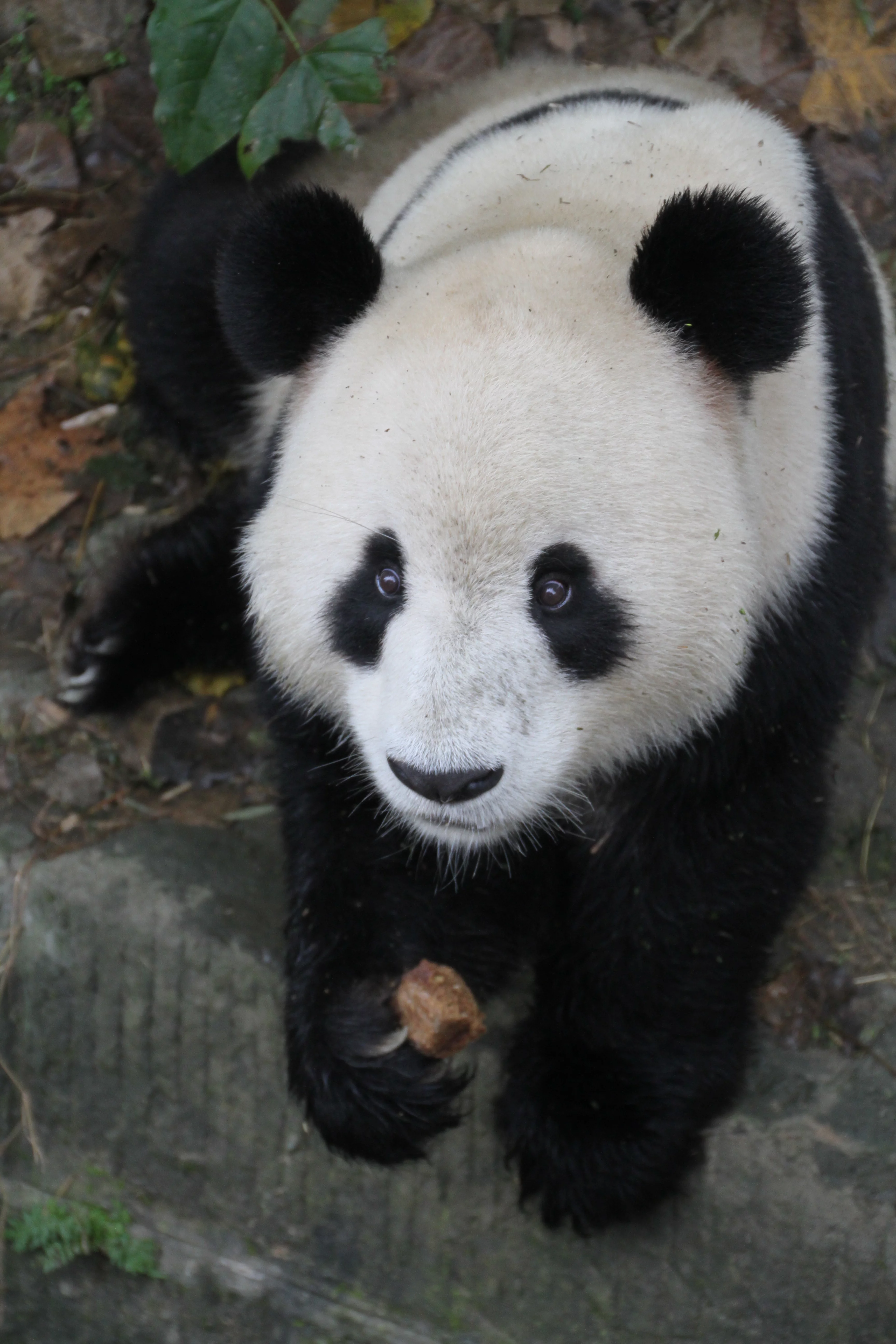 Chengdu Research Base of Giant Panda Breeding