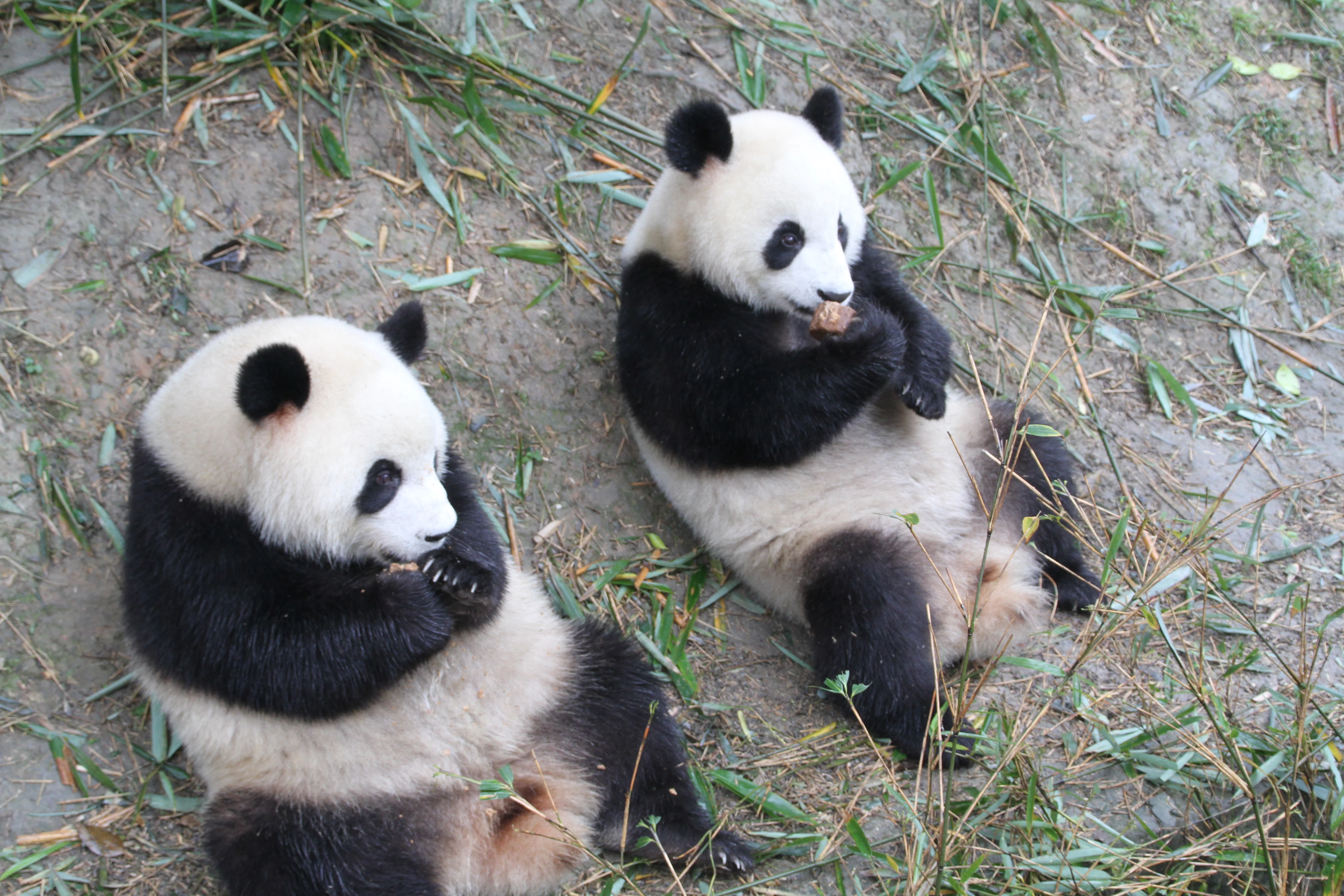 Chengdu Research Base of Giant Panda Breeding