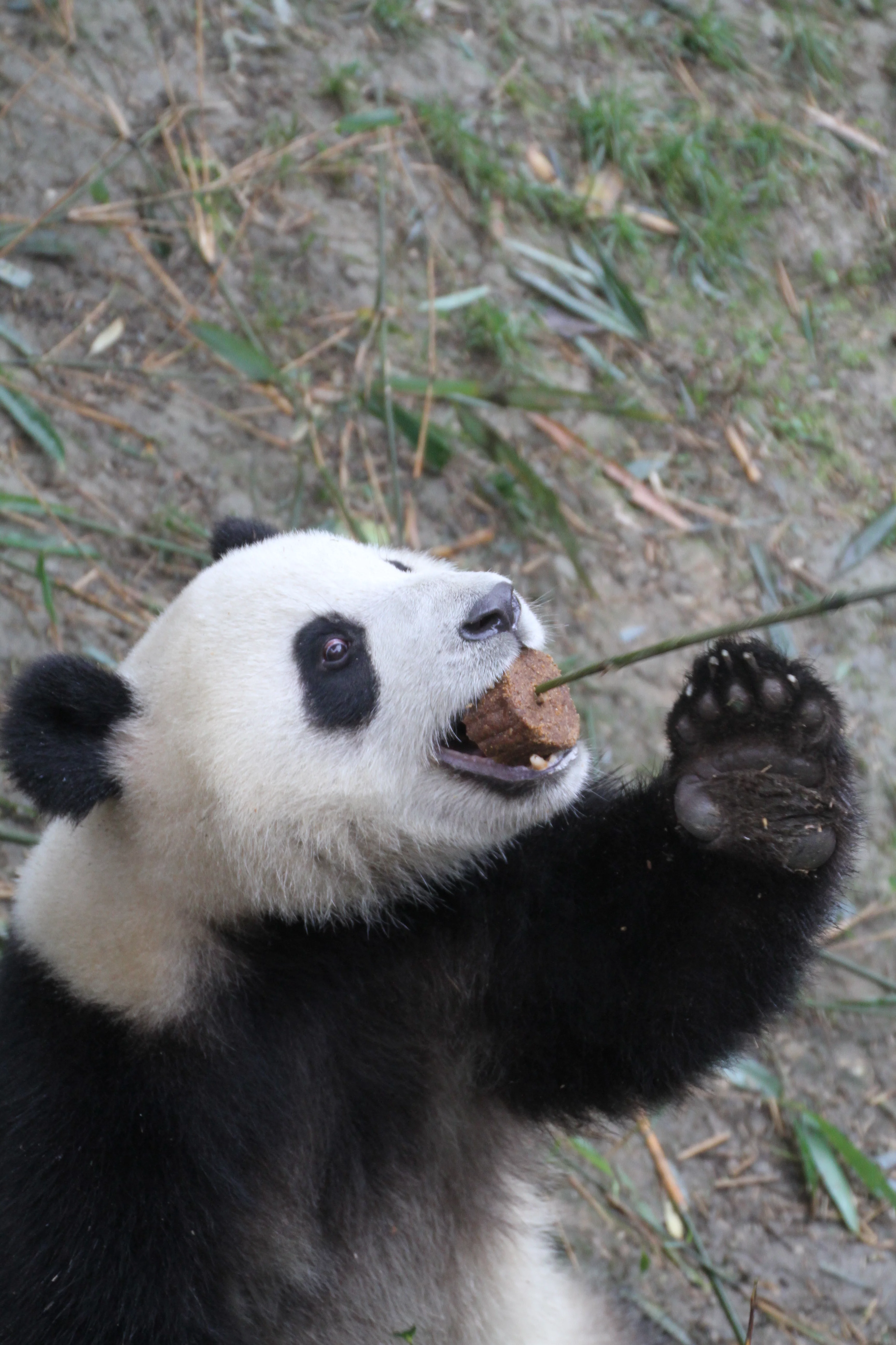 Chengdu Research Base of Giant Panda Breeding