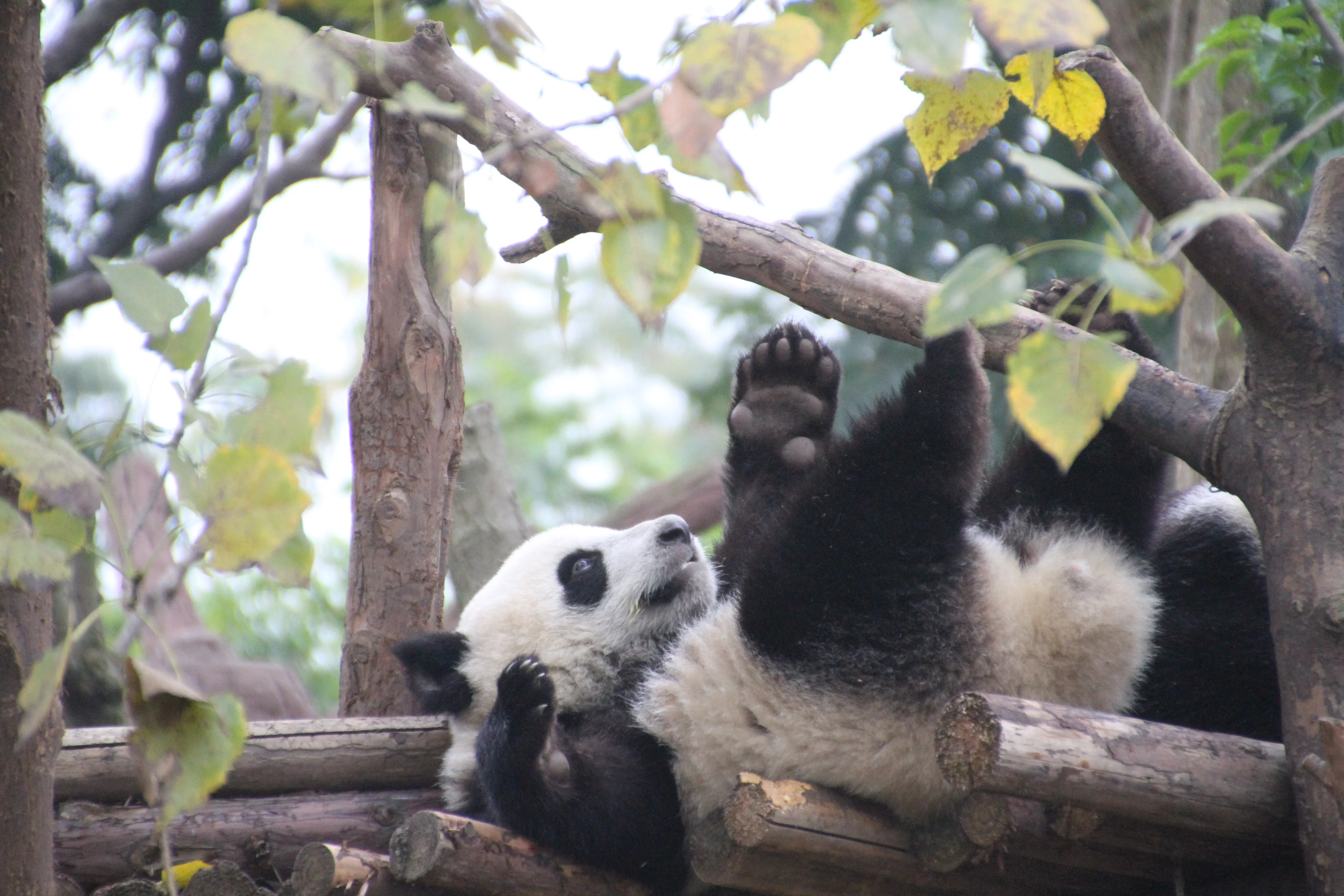 Chengdu Research Base of Giant Panda Breeding