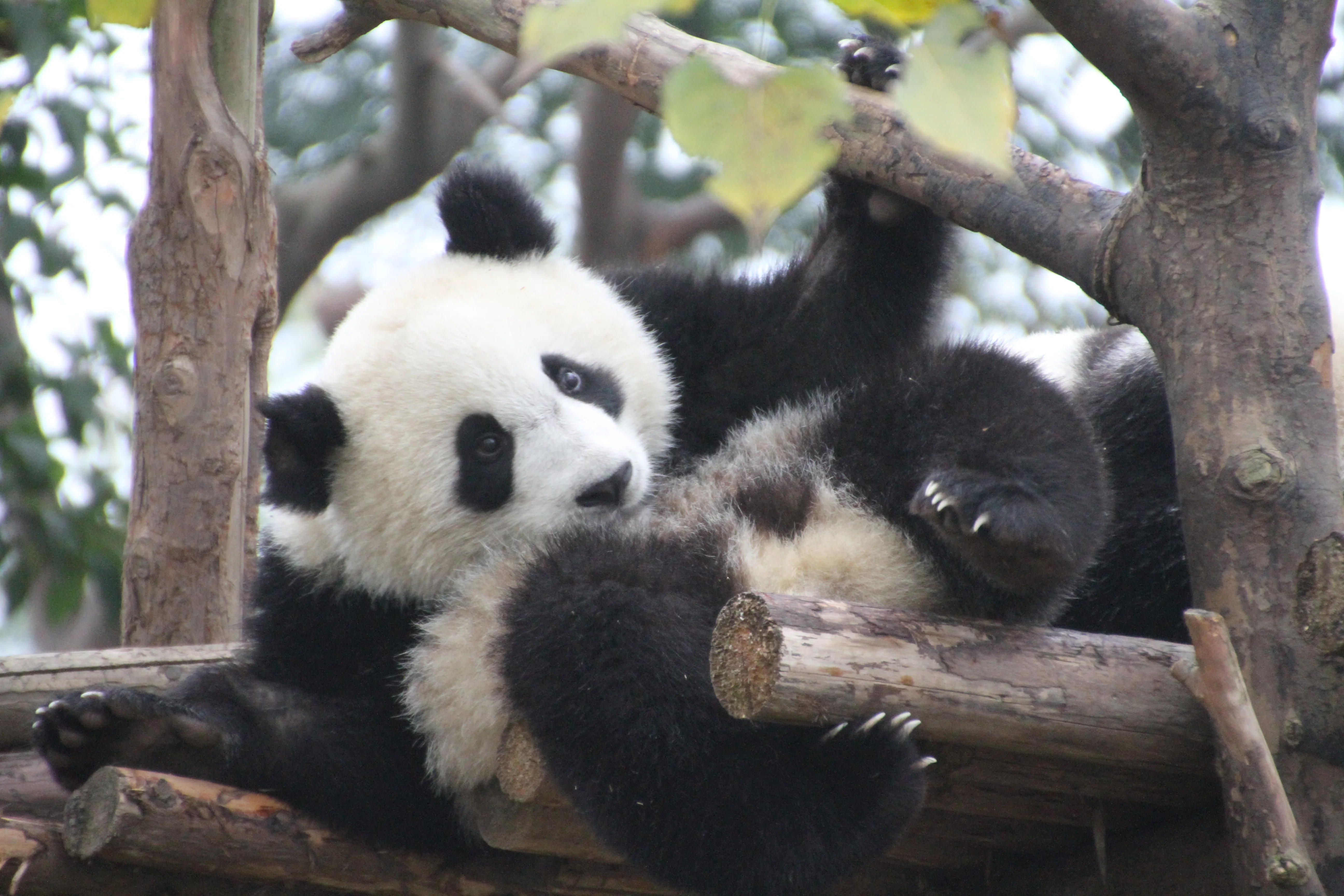 Chengdu Research Base of Giant Panda Breeding