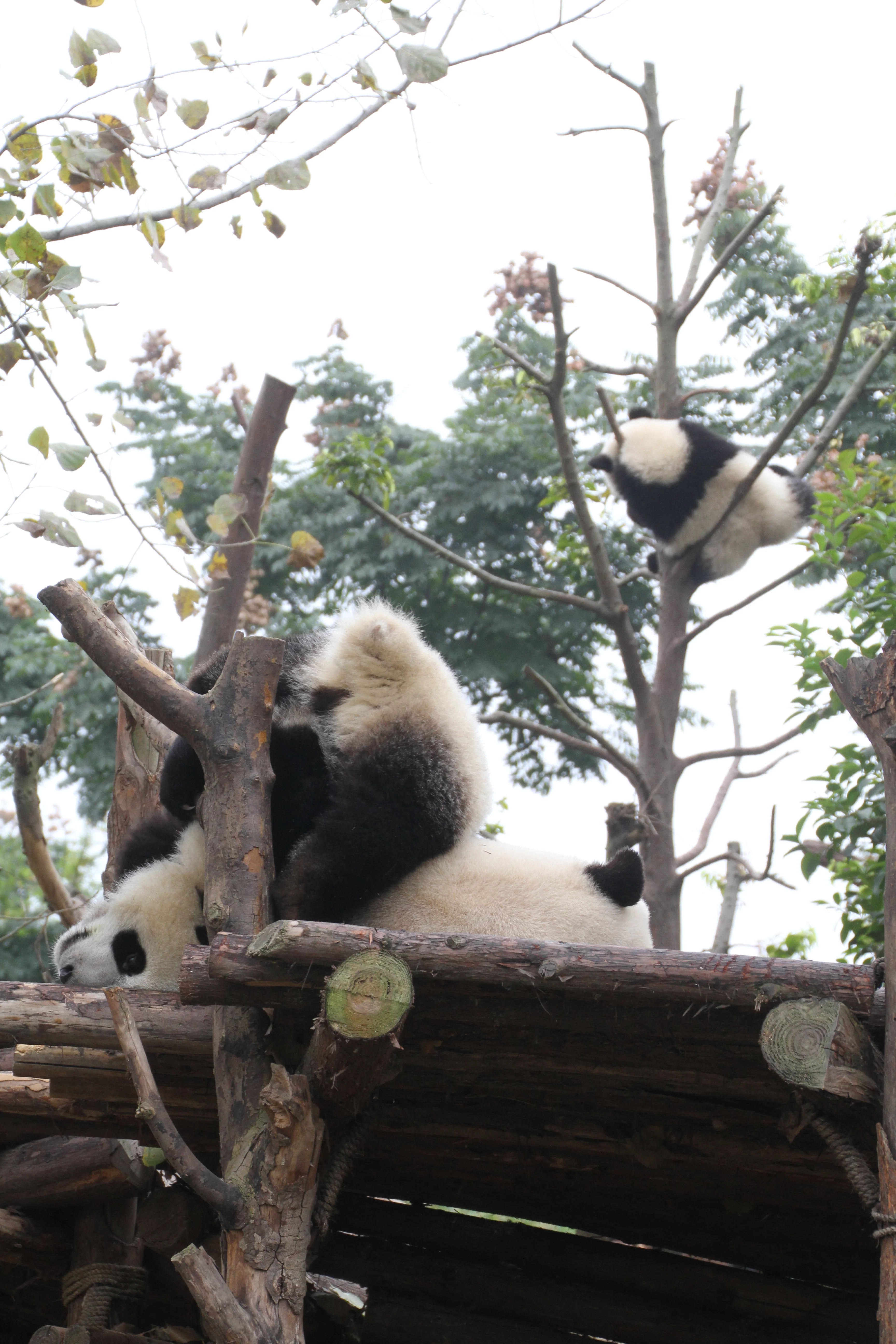 Chengdu Research Base of Giant Panda Breeding