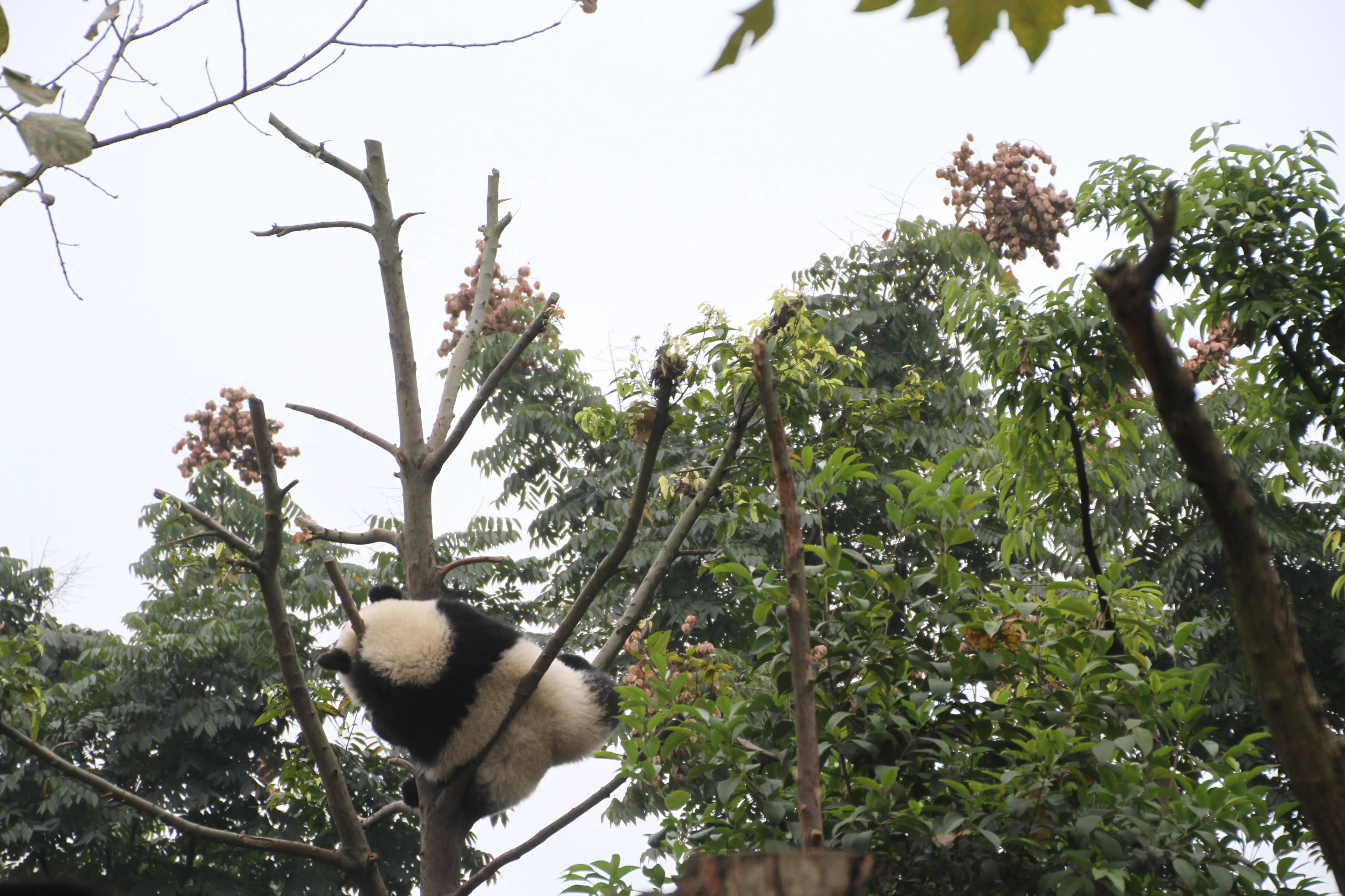 Chengdu Research Base of Giant Panda Breeding