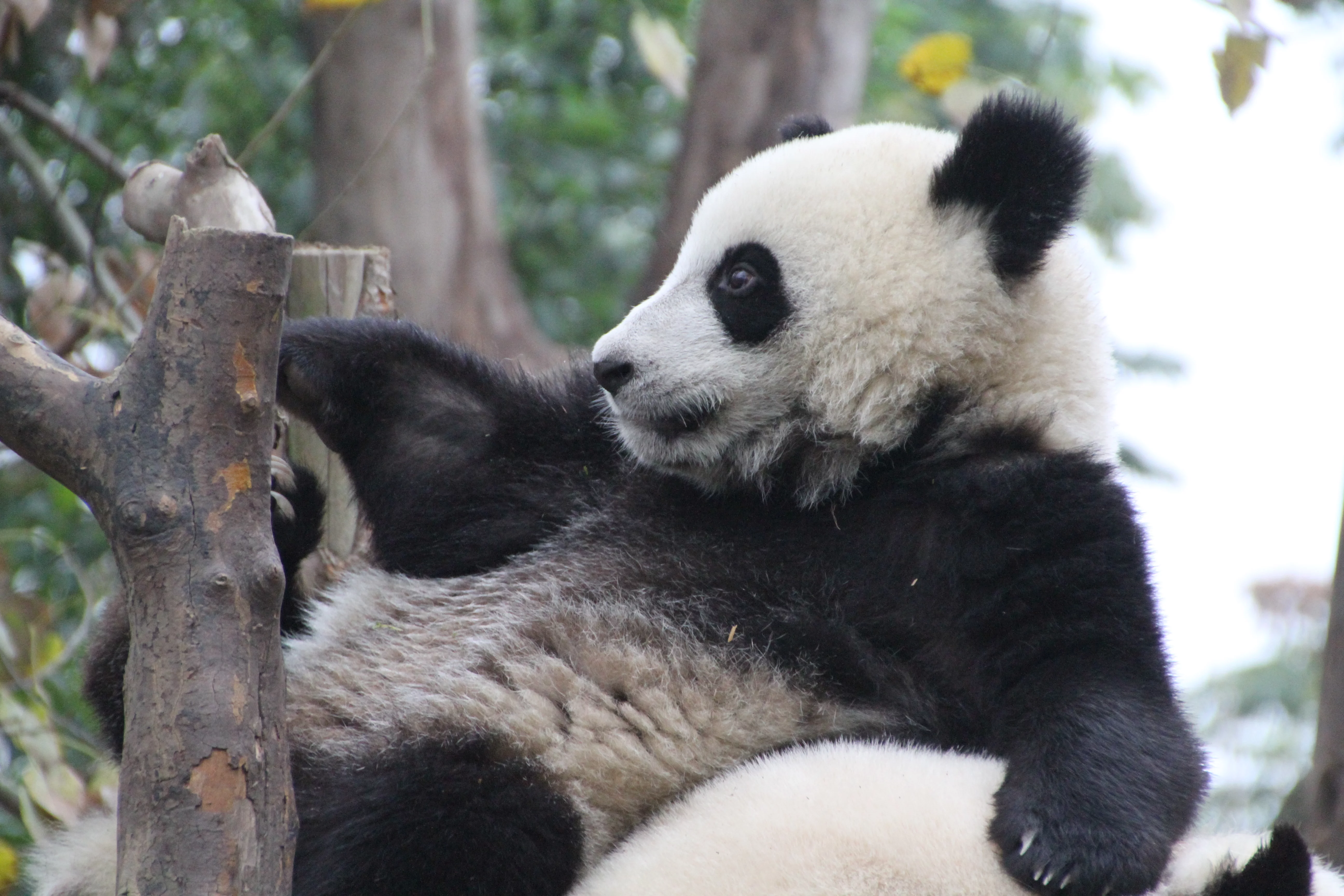 Chengdu Research Base of Giant Panda Breeding