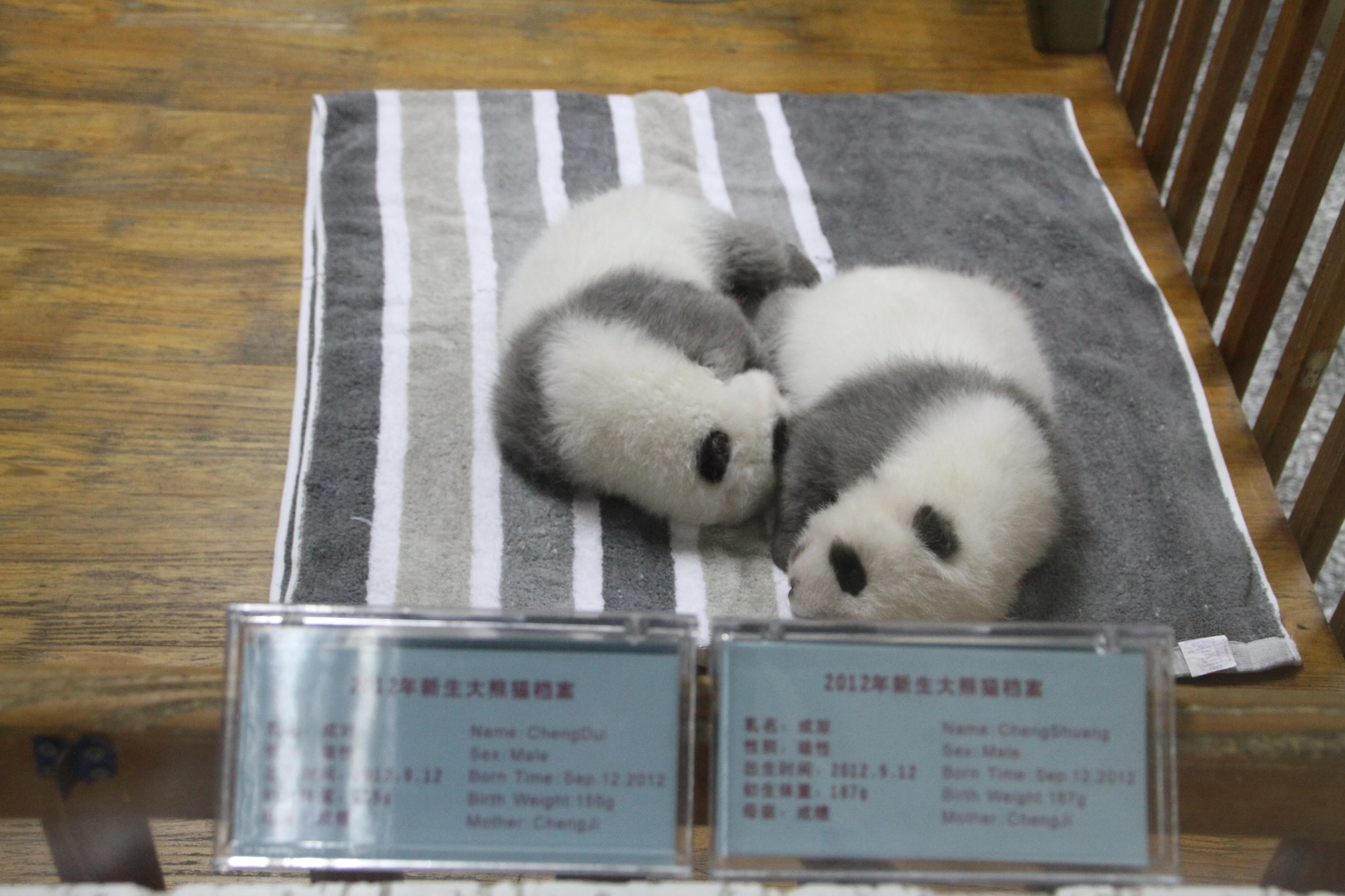 Chengdu Research Base of Giant Panda Breeding