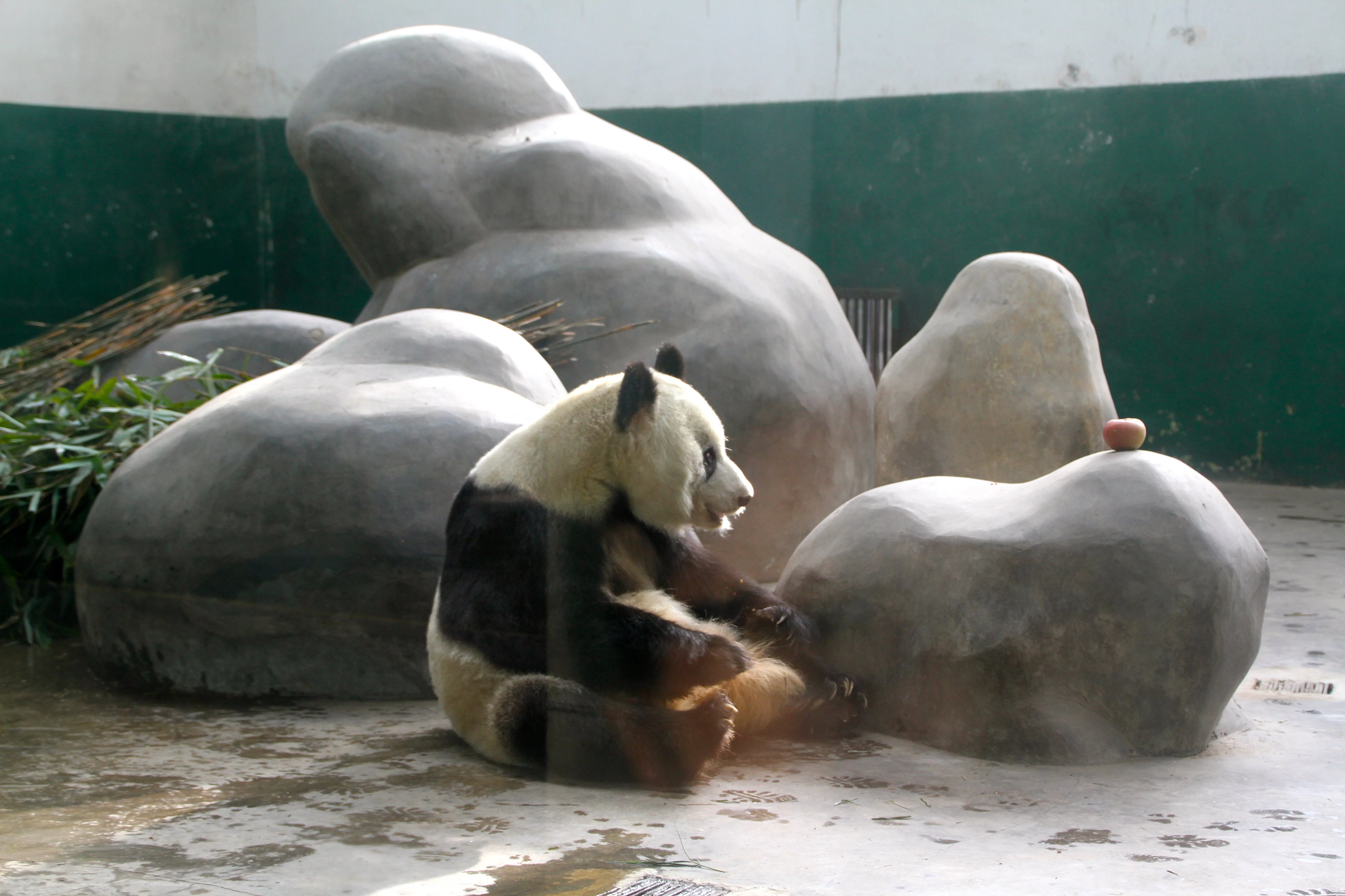 Chengdu Zoo