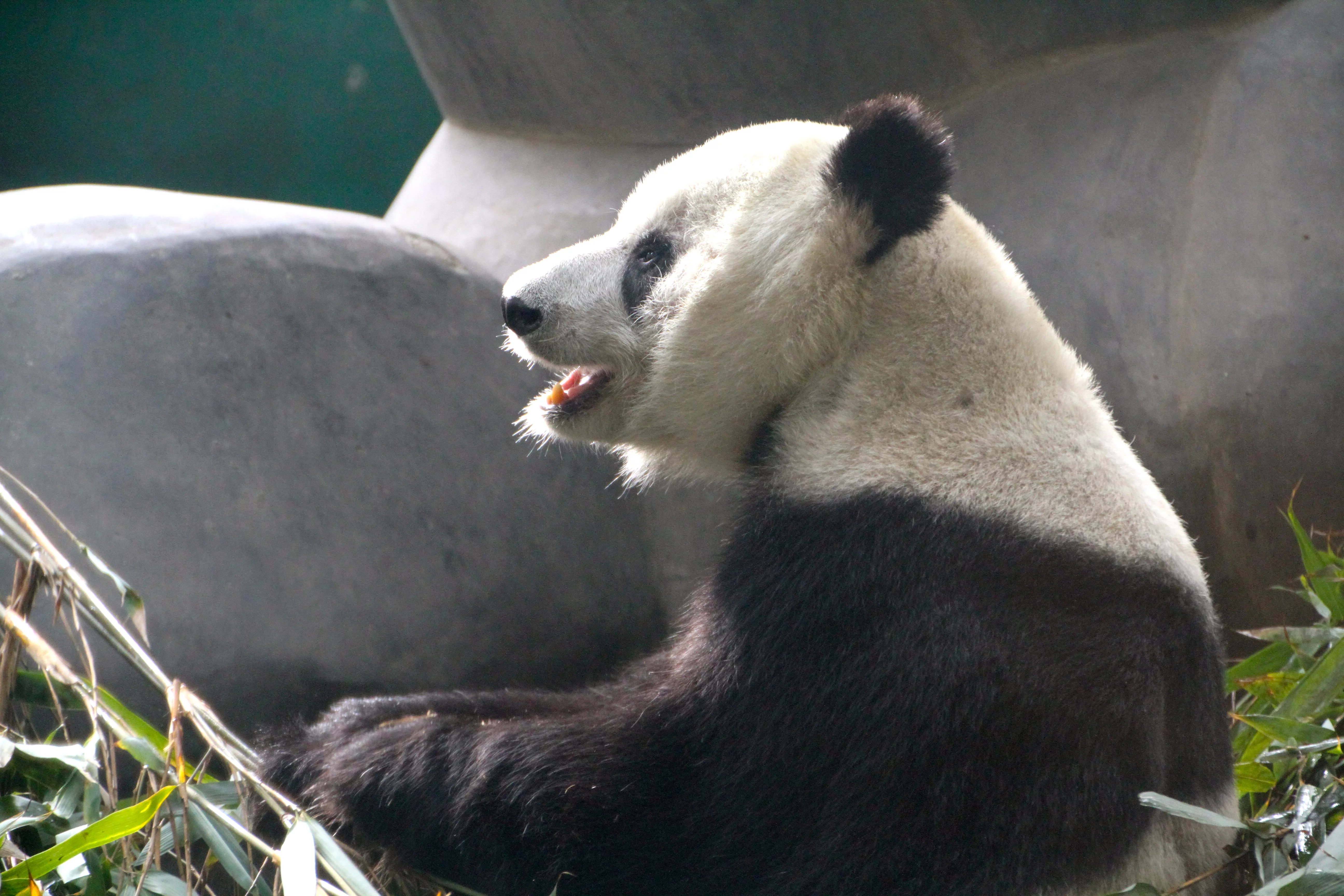 Chengdu Zoo
