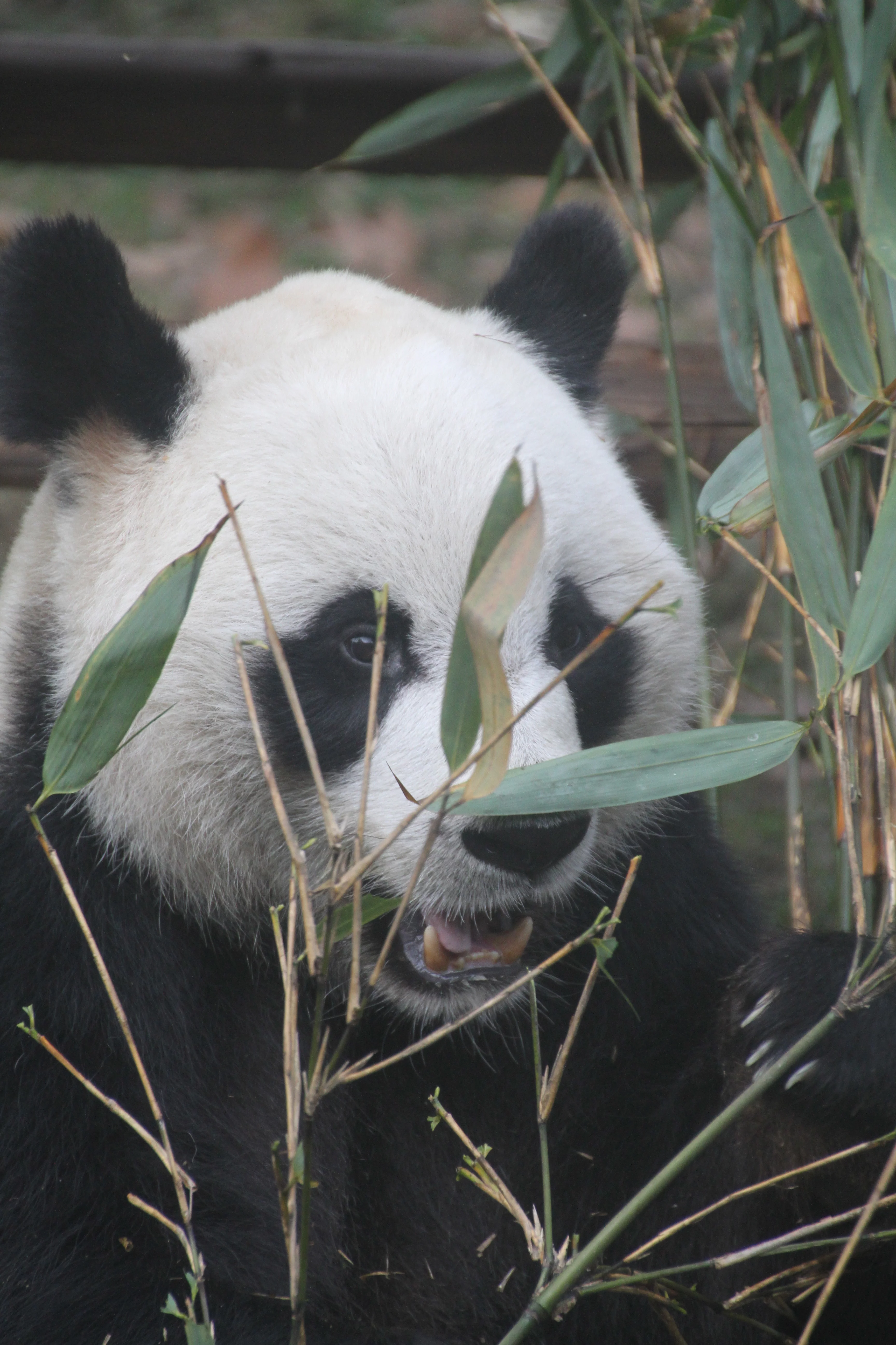 Chengdu Zoo