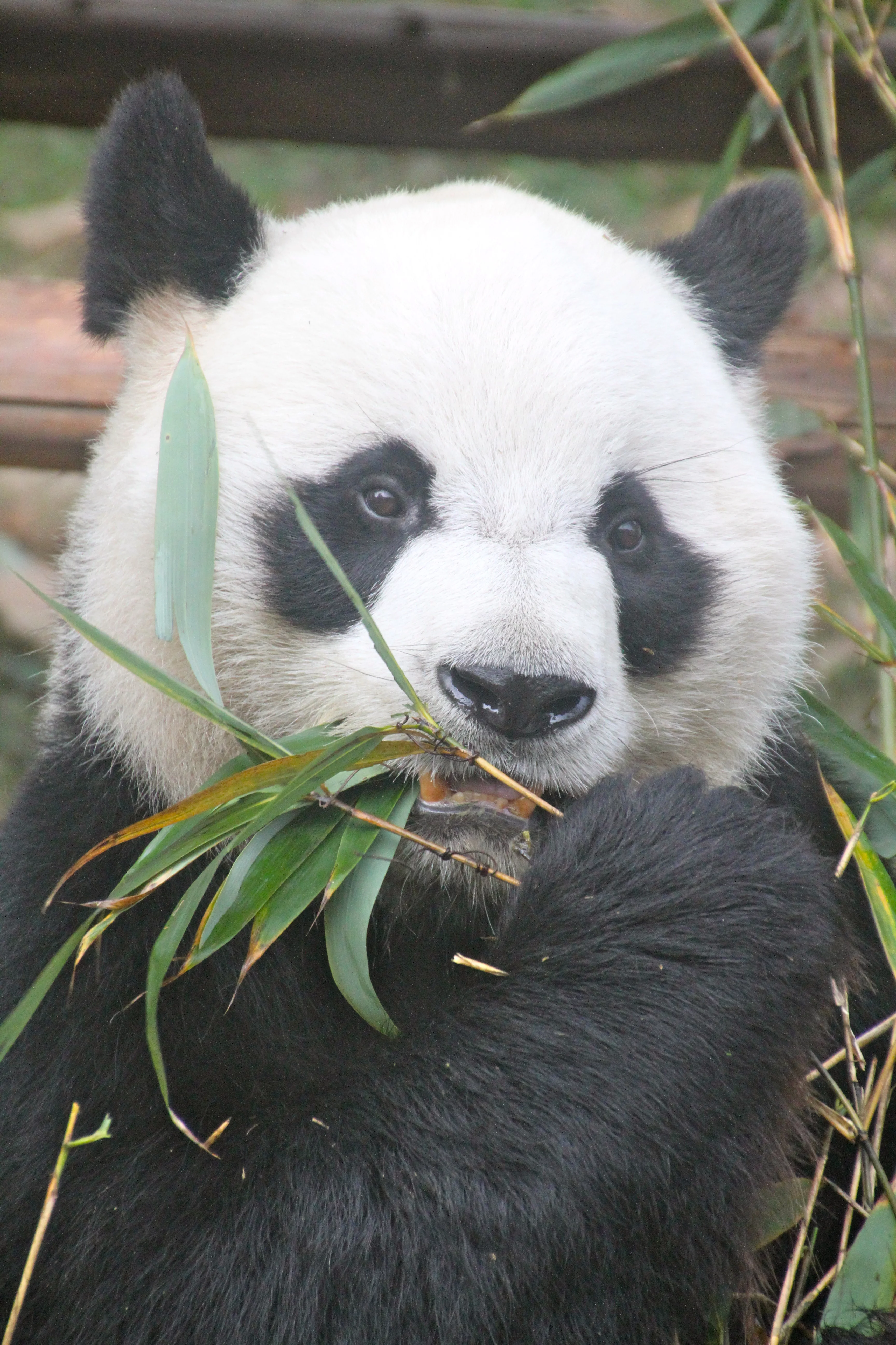 Chengdu Zoo
