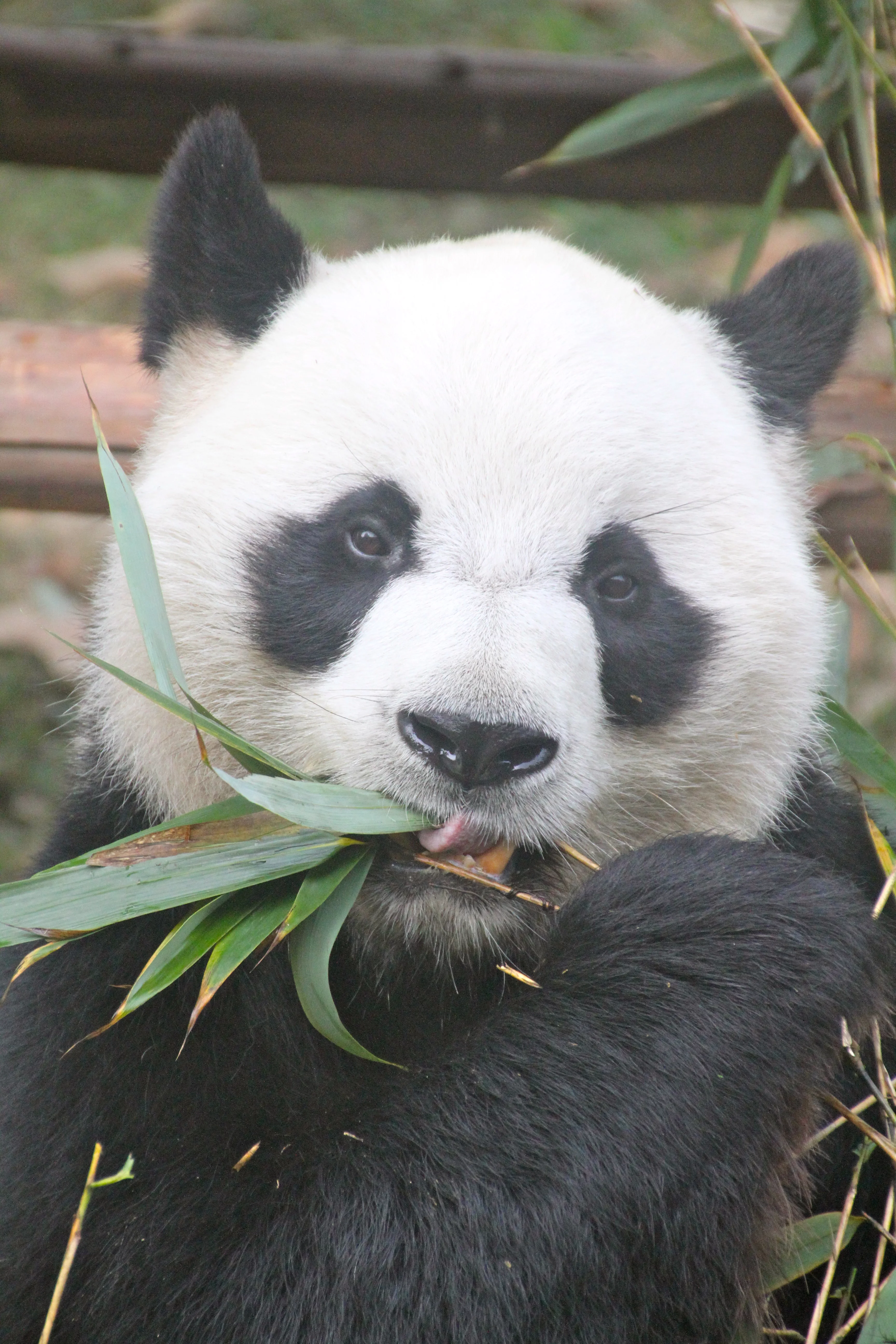 Chengdu Zoo