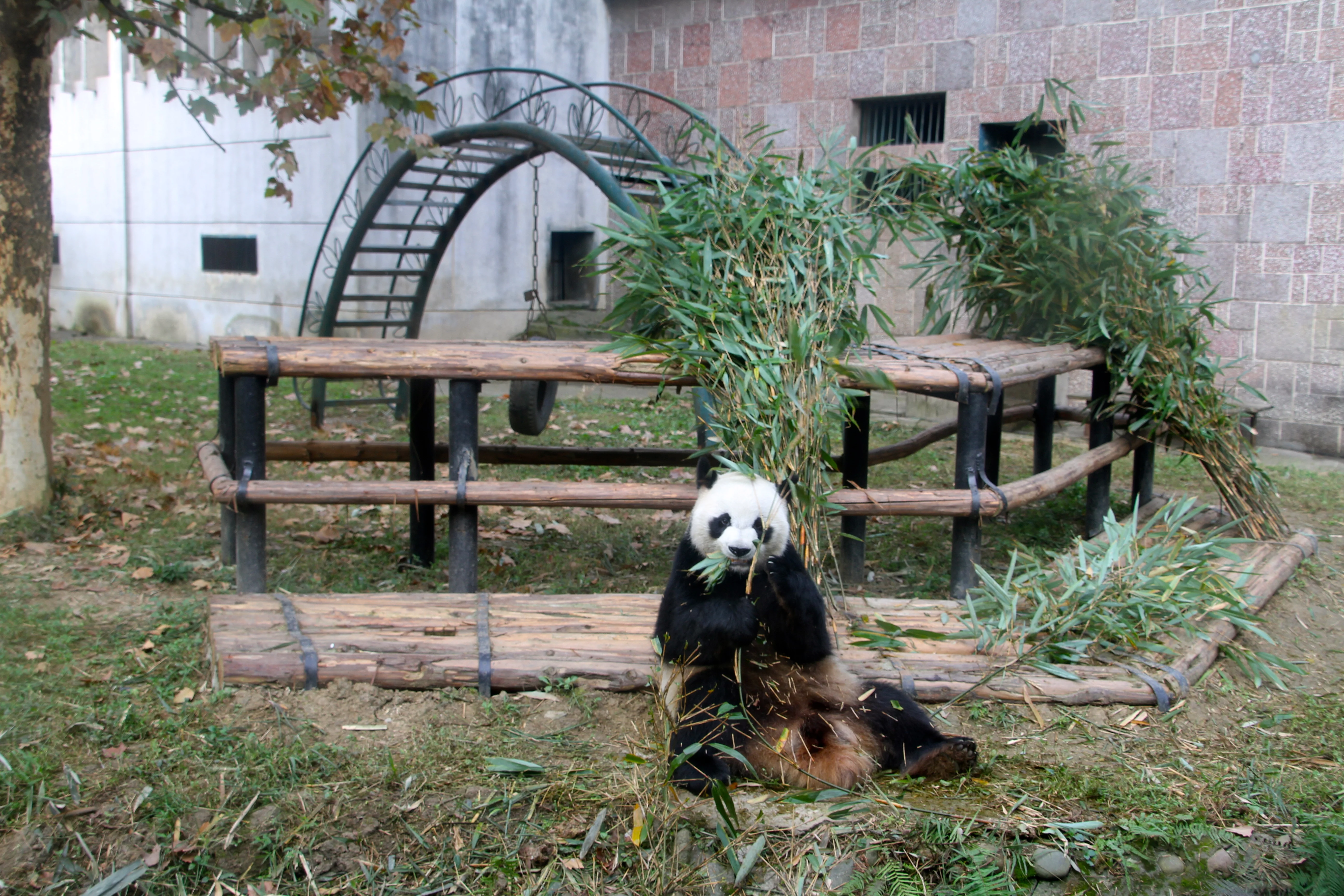 Chengdu Zoo