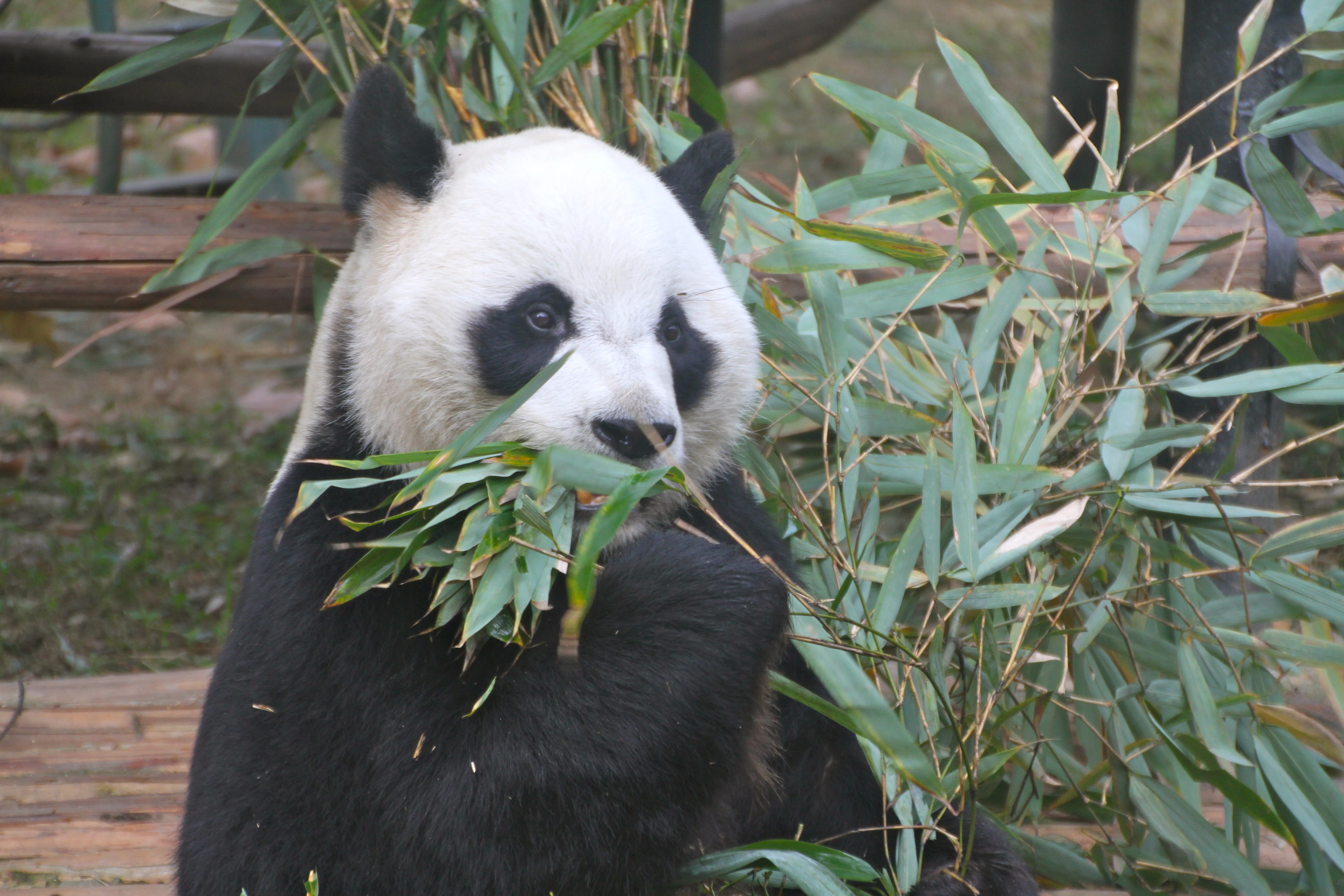 Chengdu Zoo