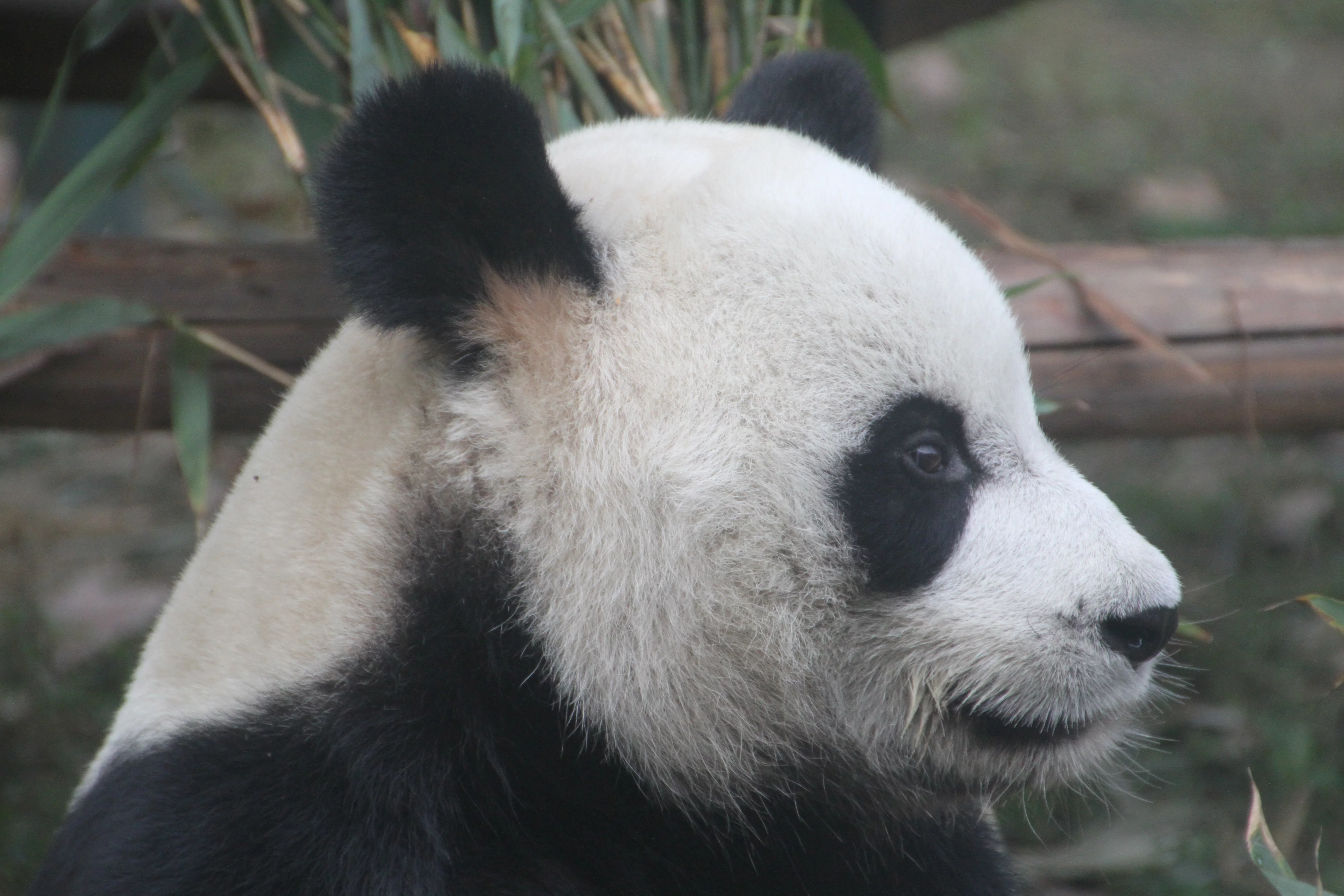 Chengdu Zoo