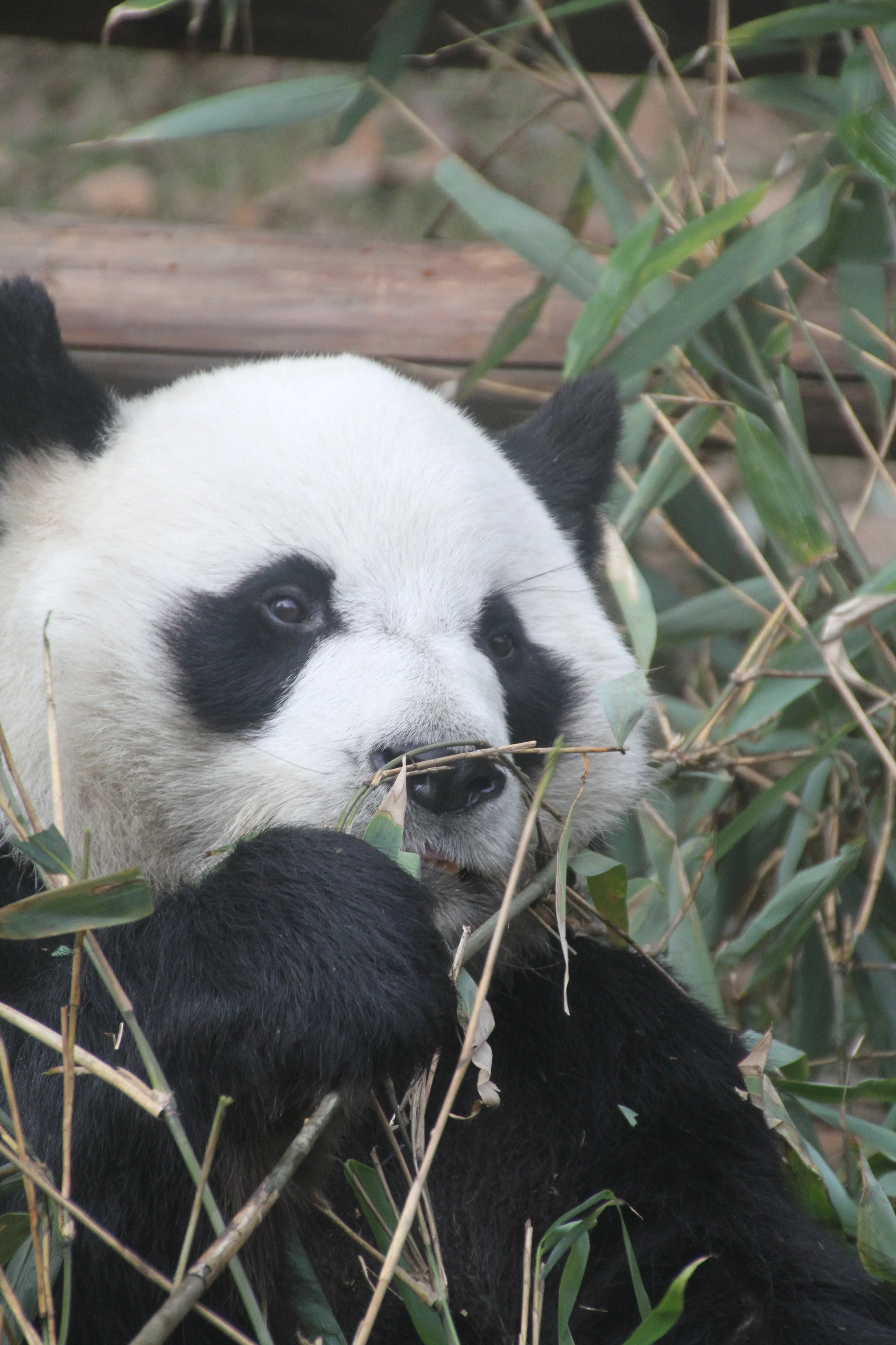 Chengdu Zoo