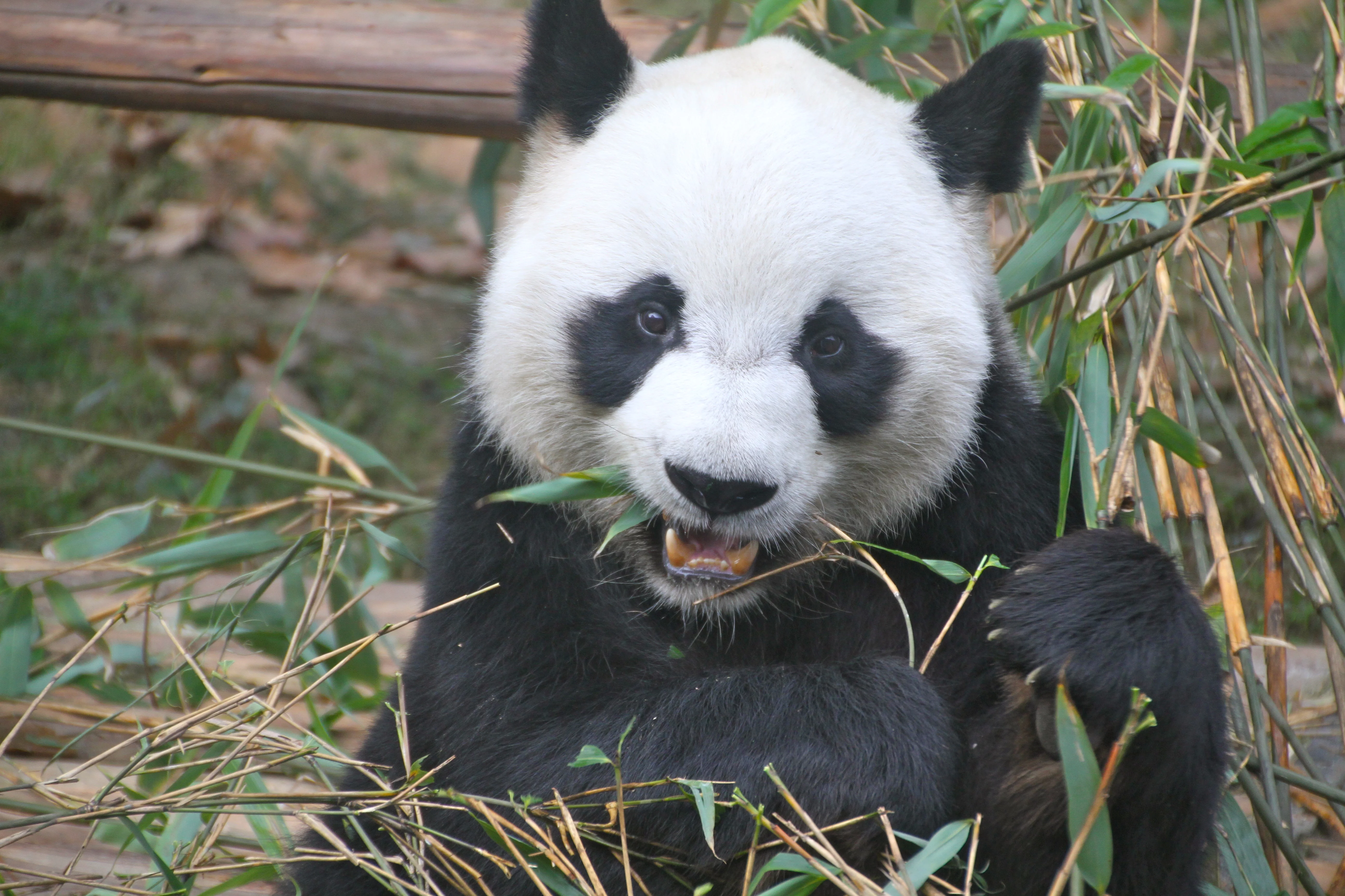 Chengdu Zoo