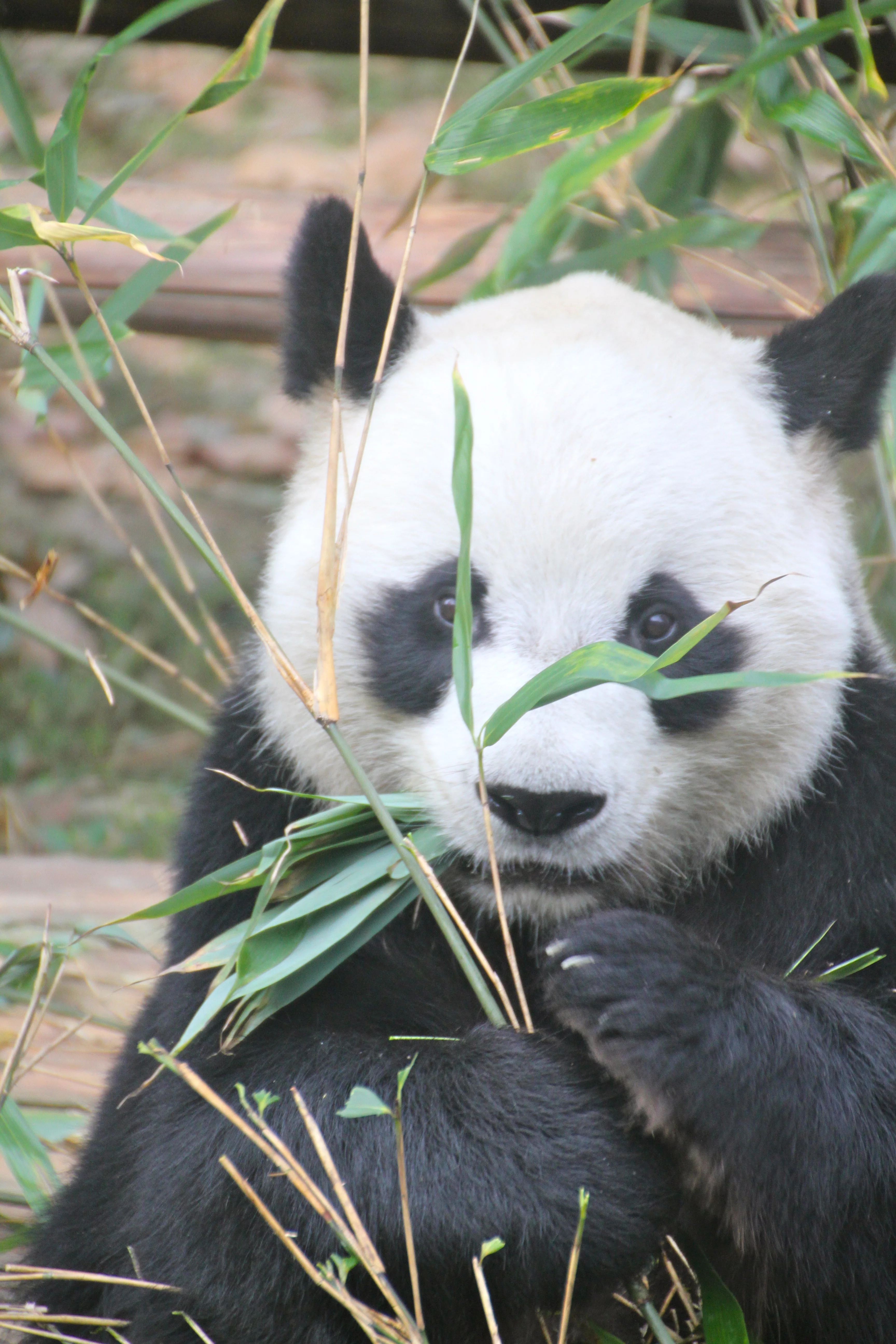 Chengdu Zoo