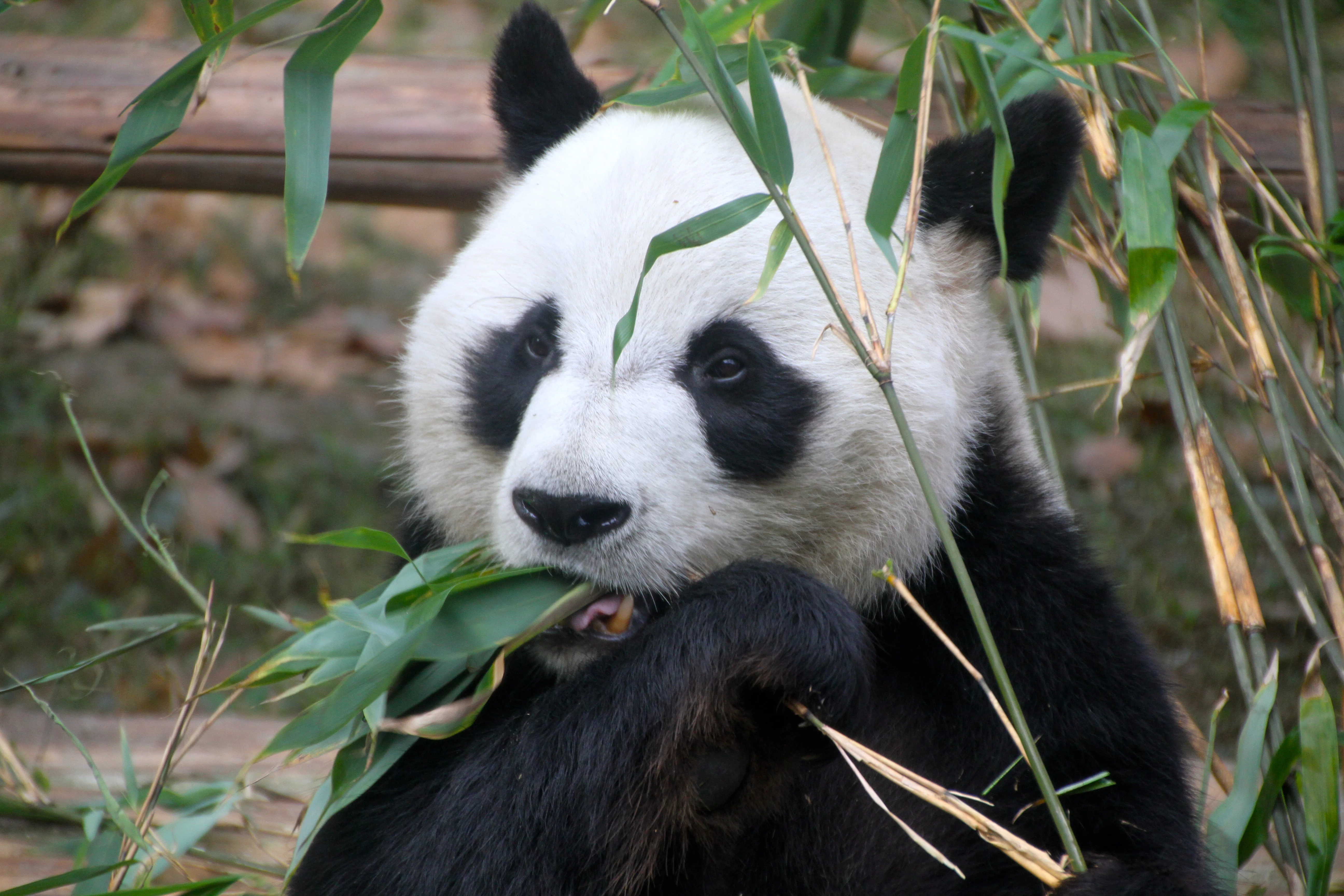 Chengdu Zoo