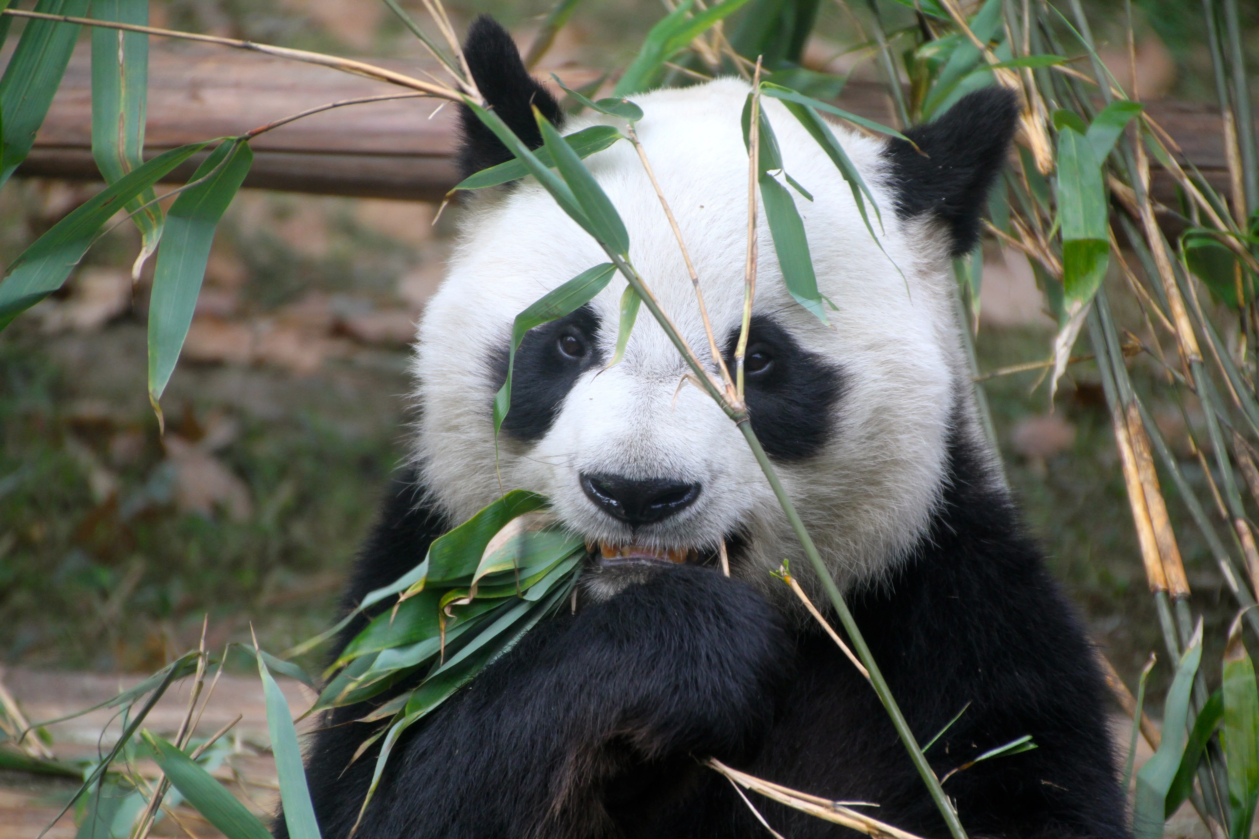 Chengdu Zoo