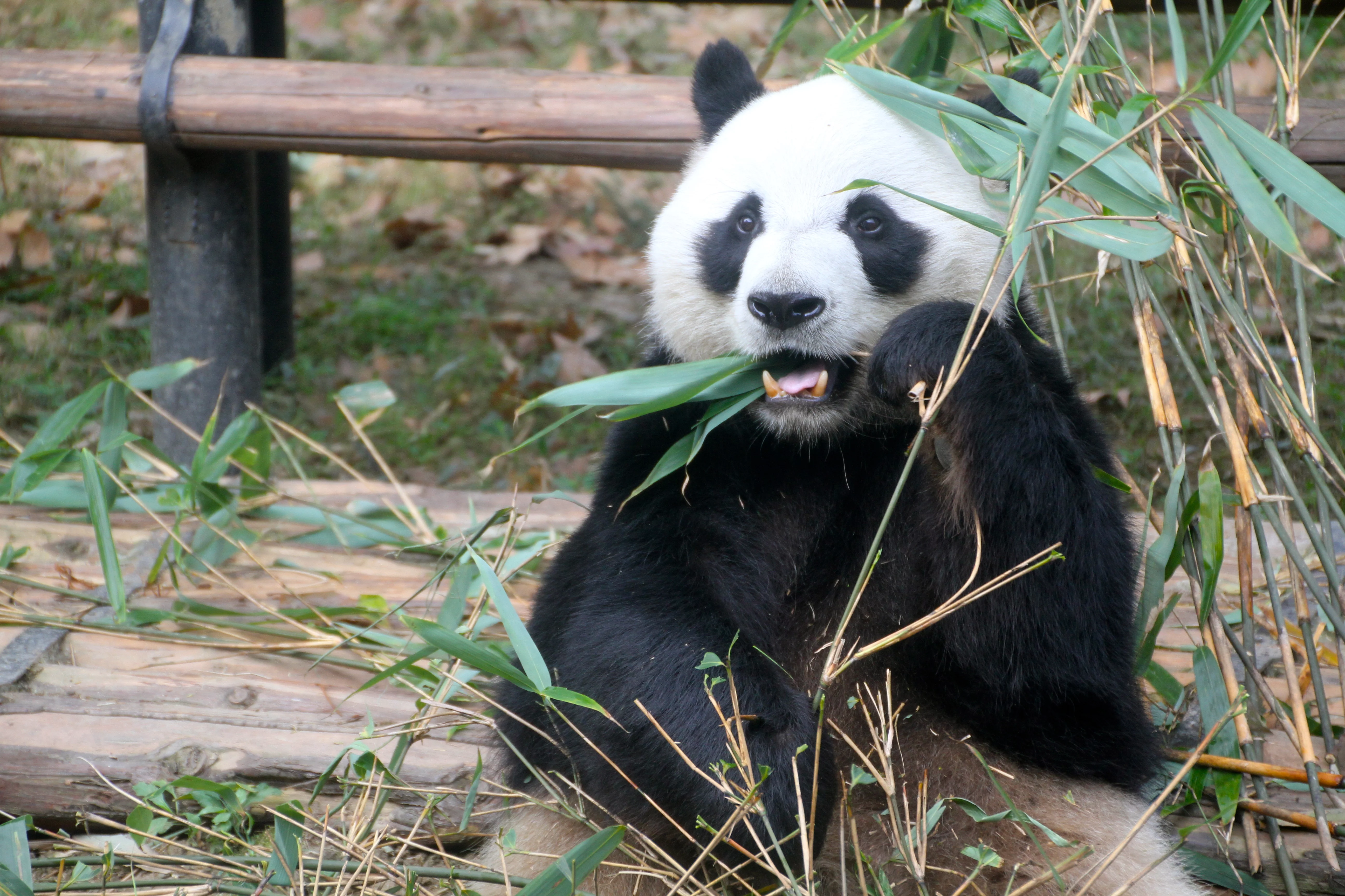 Chengdu Zoo