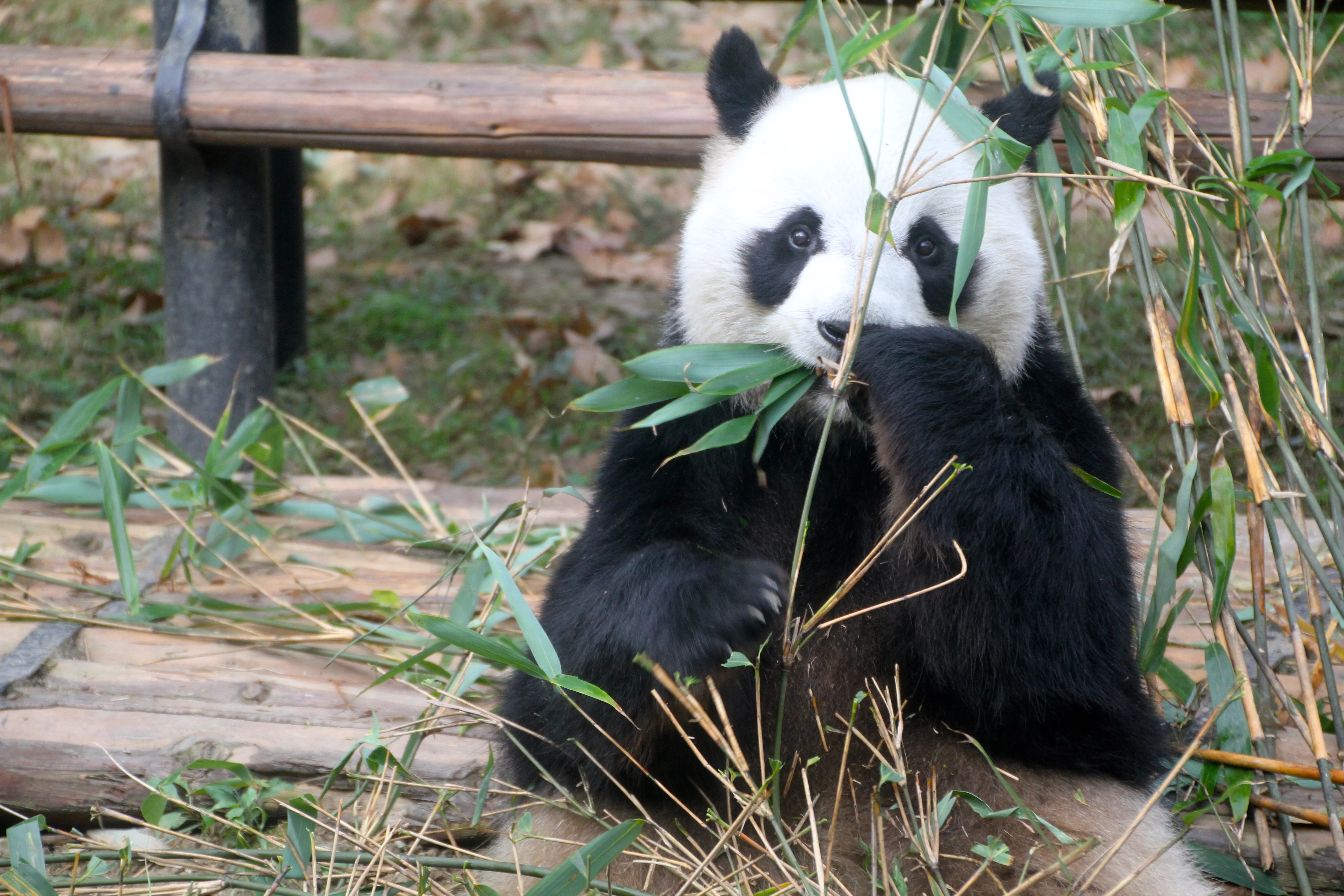 Chengdu Zoo