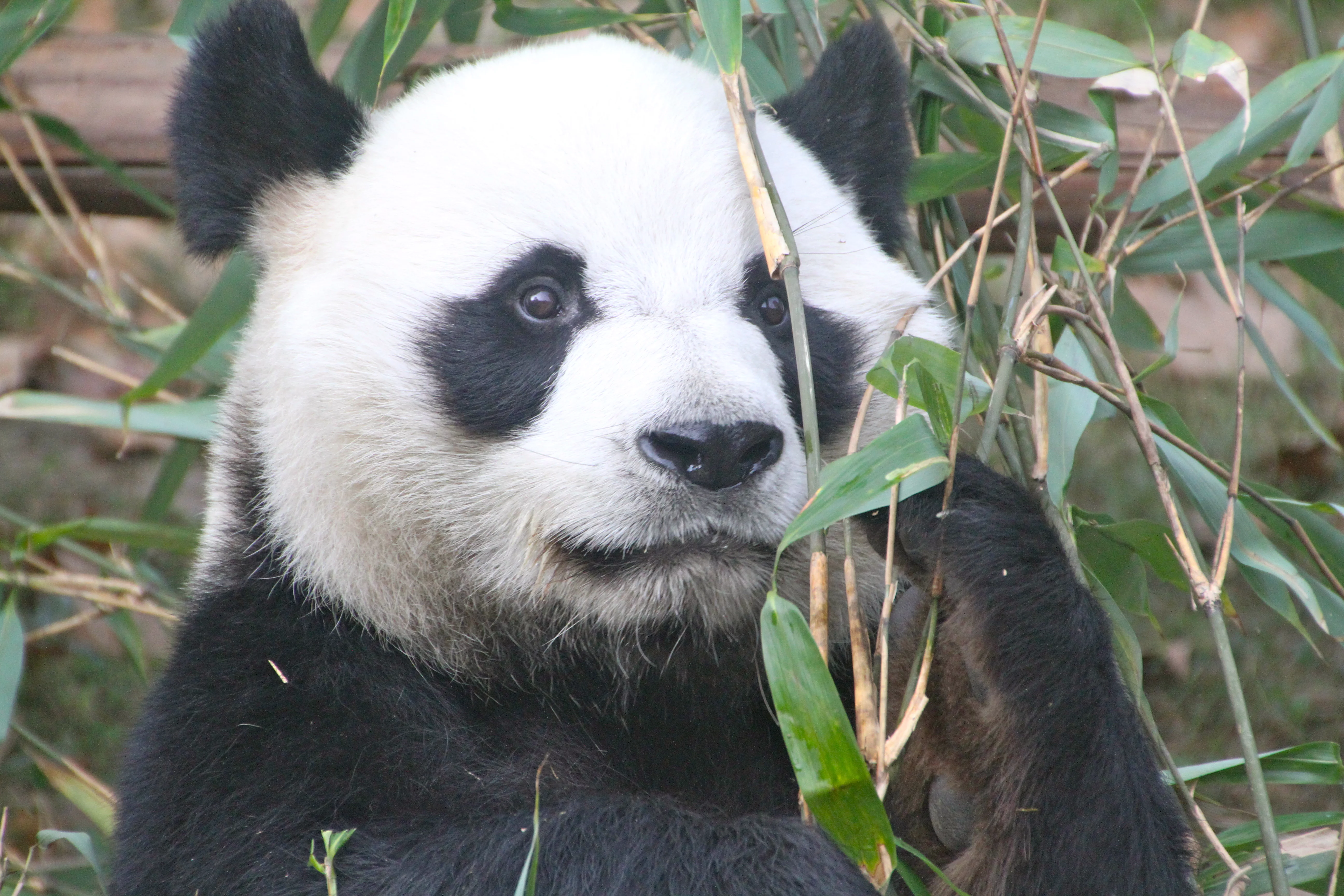 Chengdu Zoo
