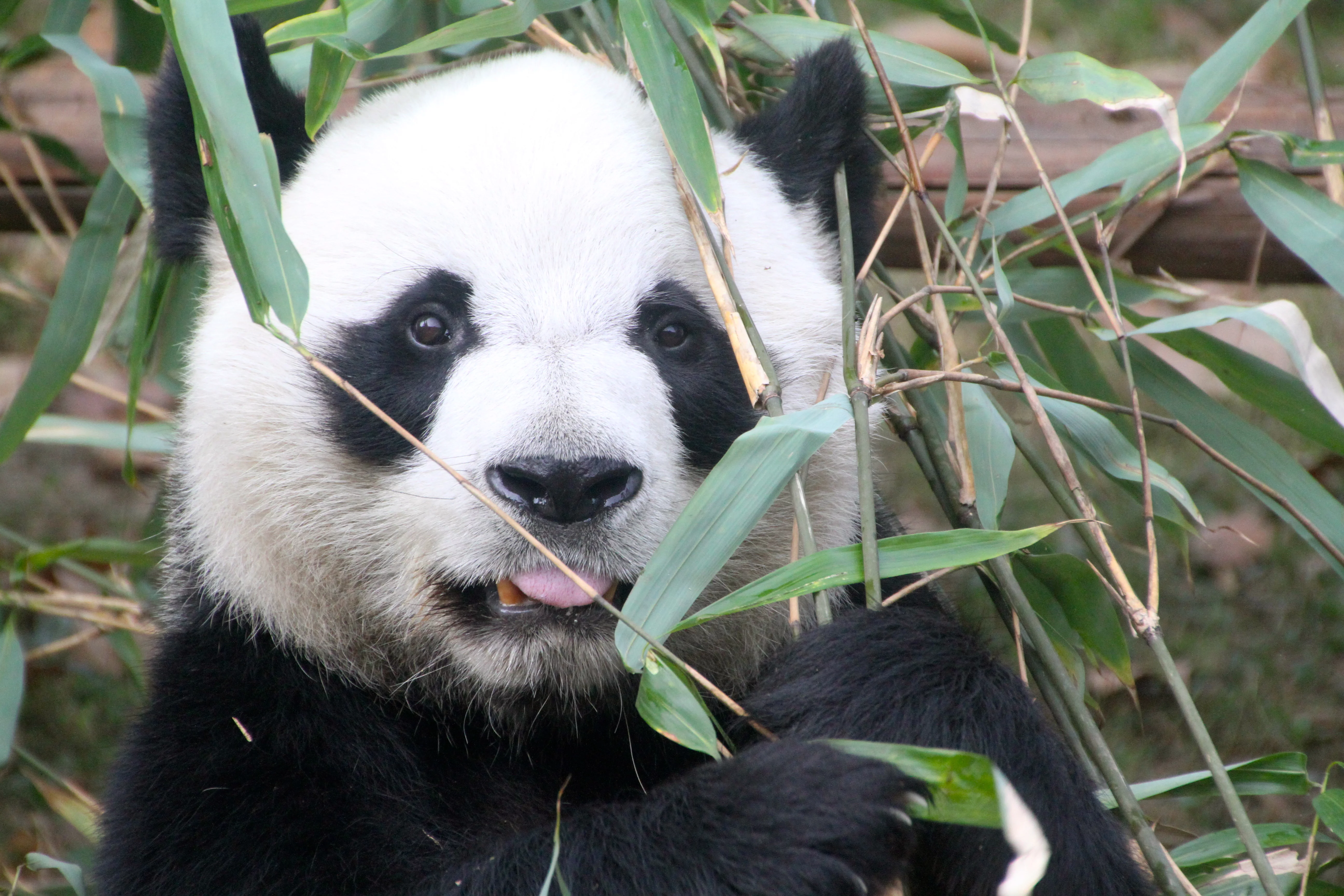 Chengdu Zoo