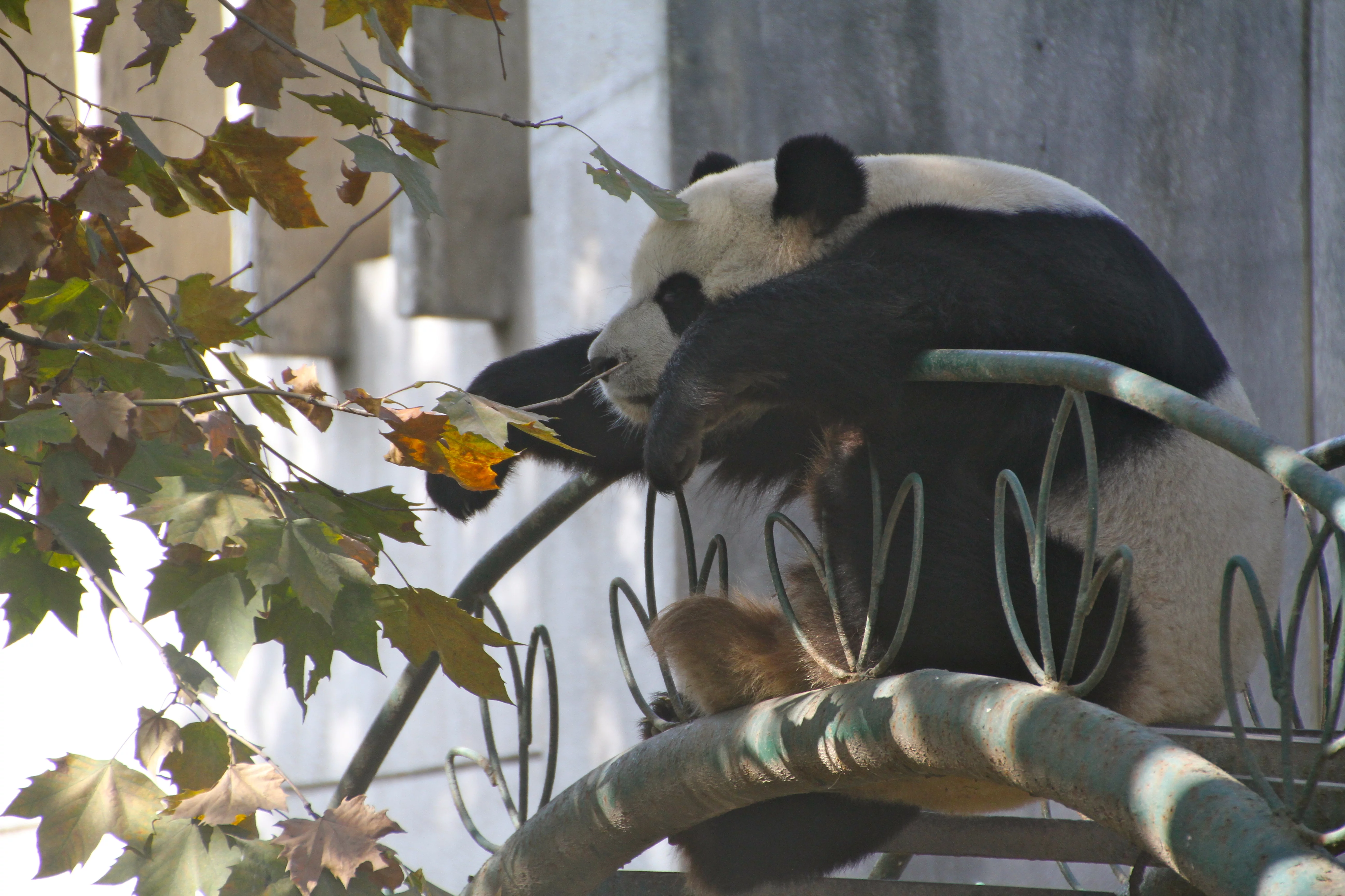 Chengdu Zoo