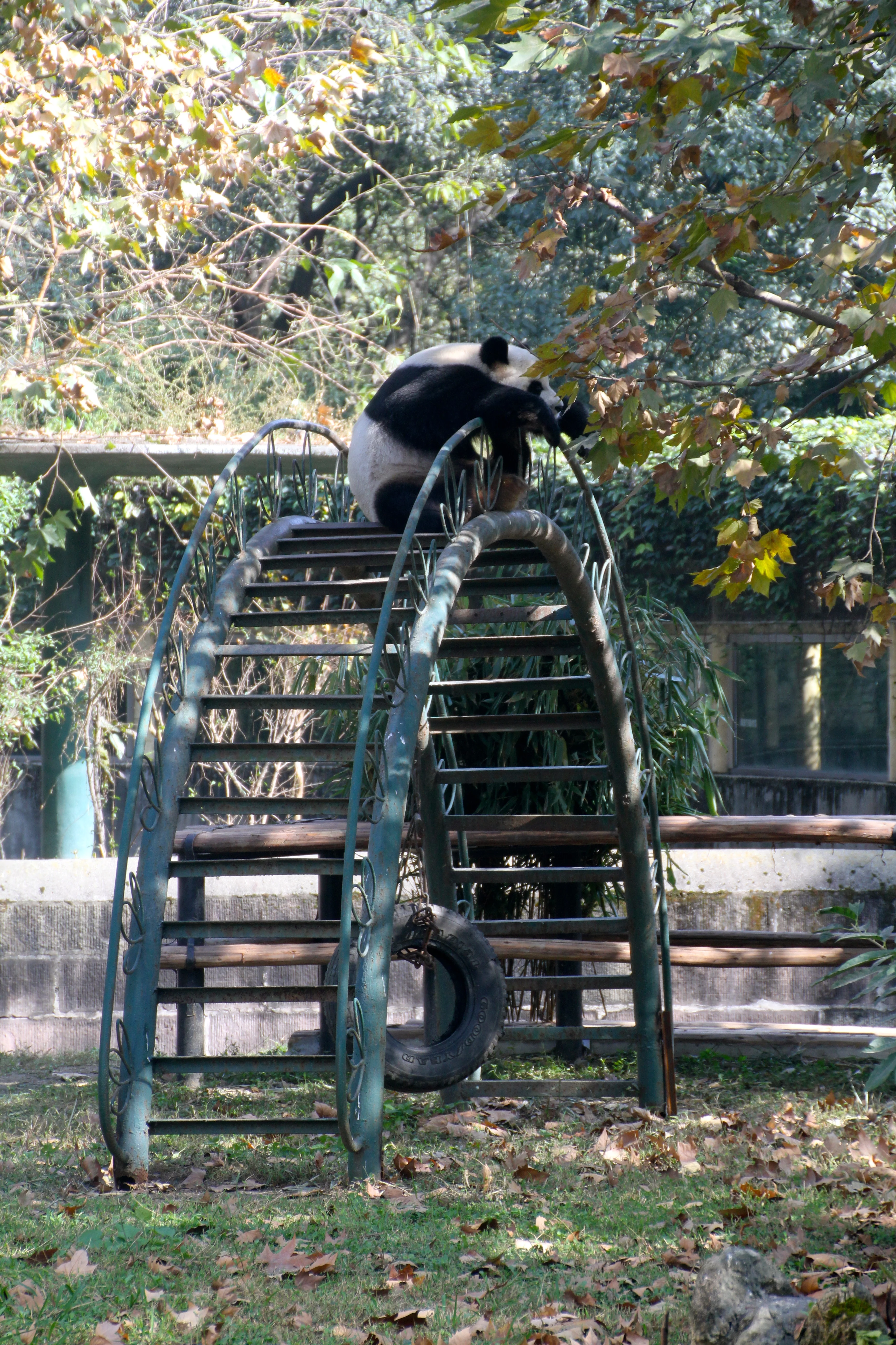 Chengdu Zoo