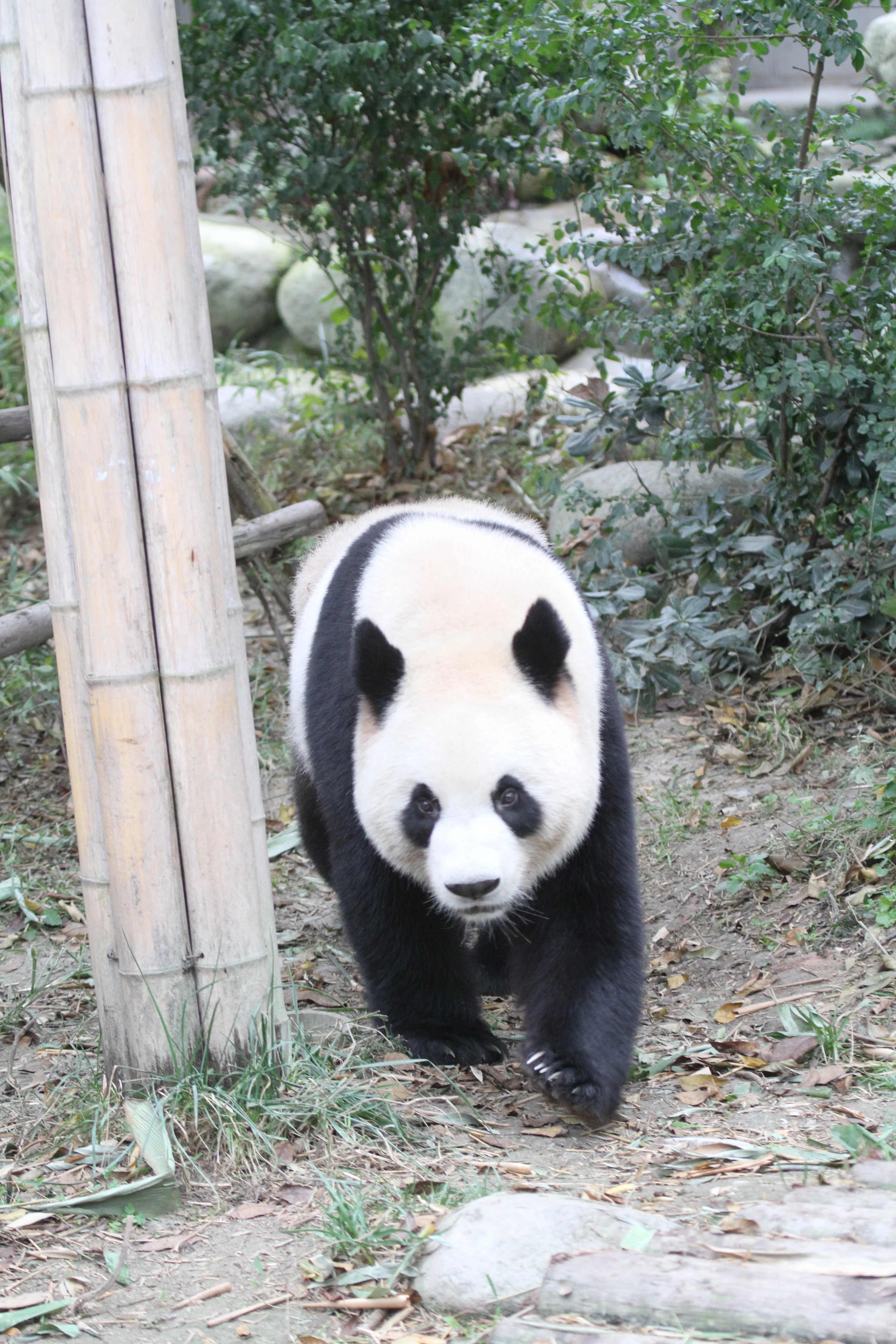 Chengdu Research Base of Giant Panda Breeding