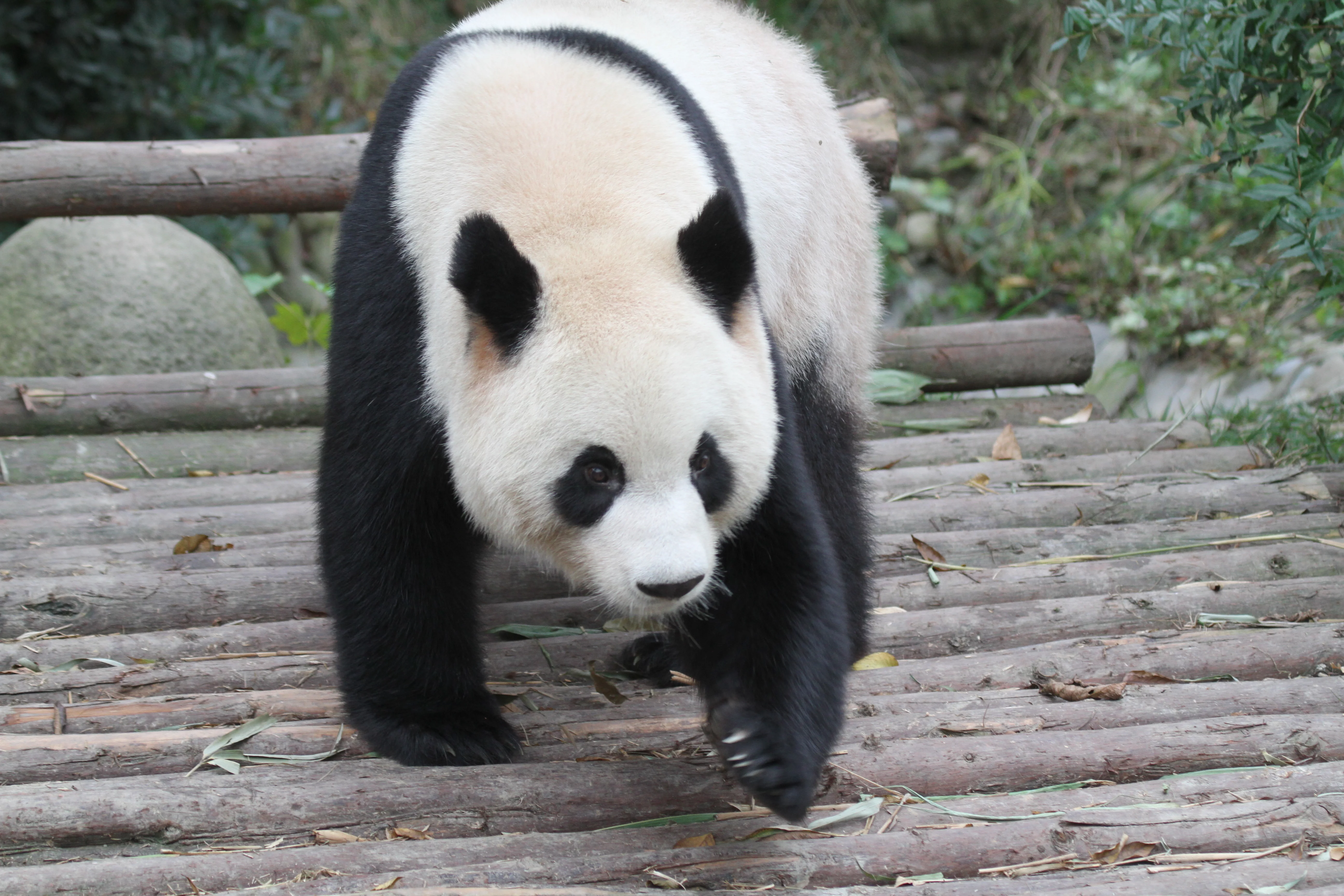 Chengdu Research Base of Giant Panda Breeding