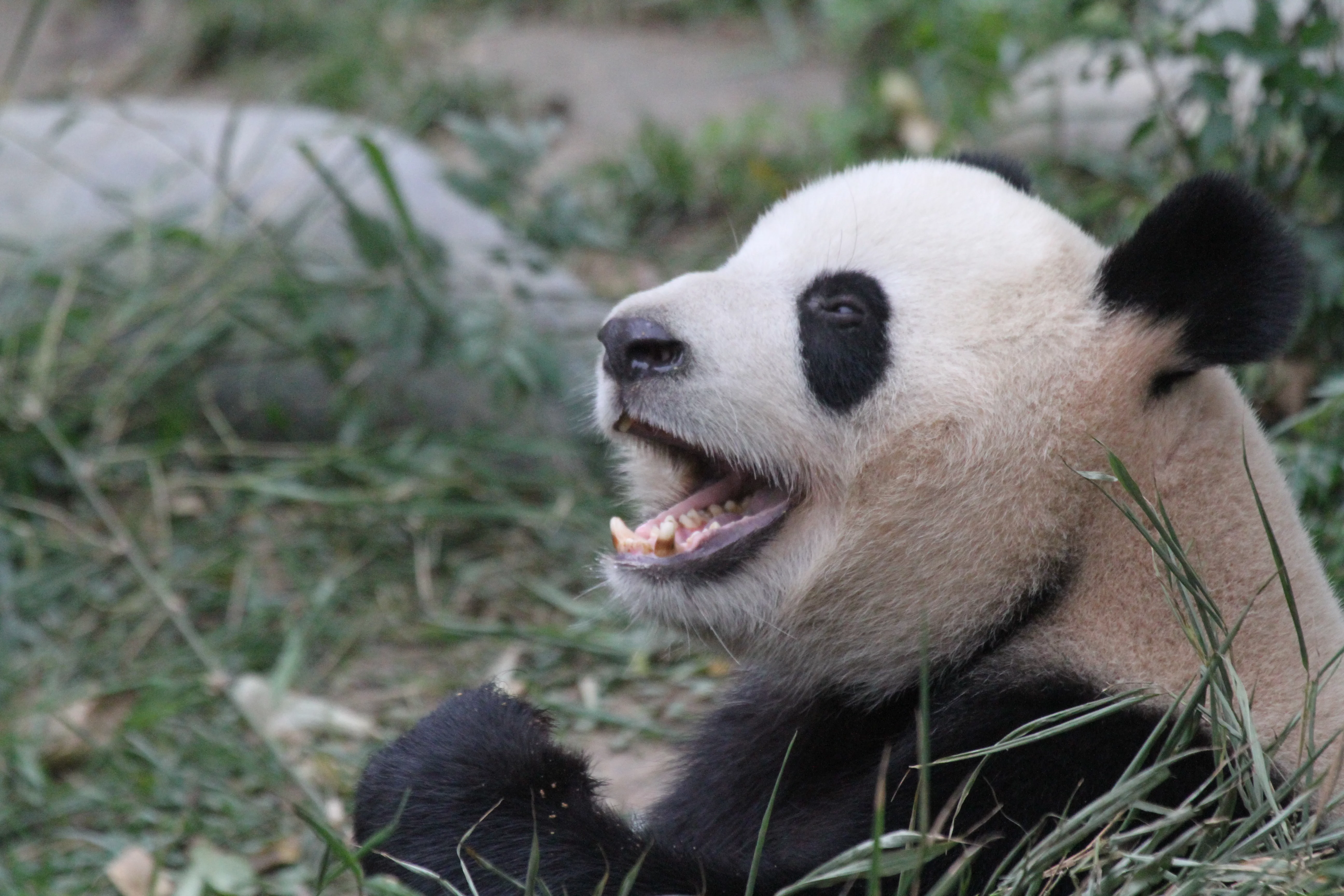 Chengdu Research Base of Giant Panda Breeding