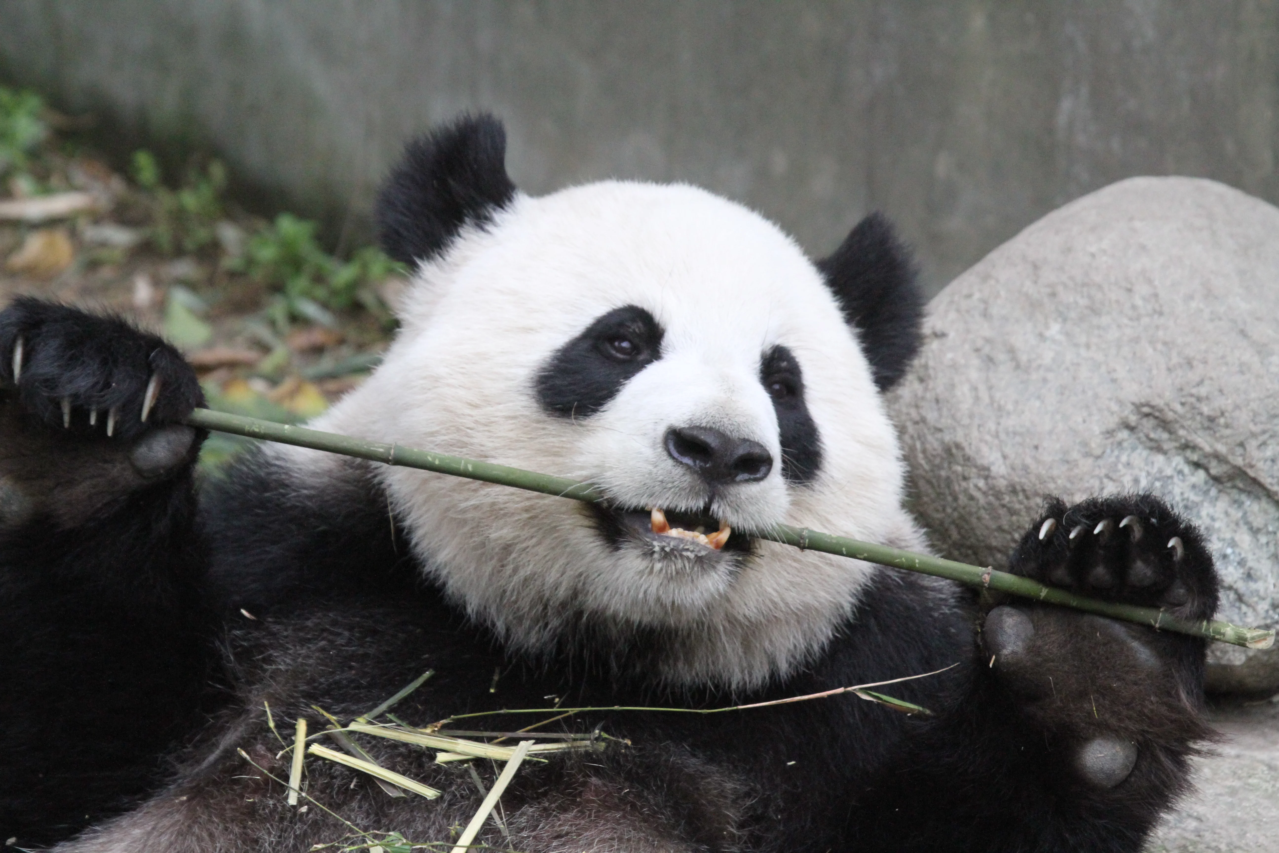 Chengdu Research Base of Giant Panda Breeding