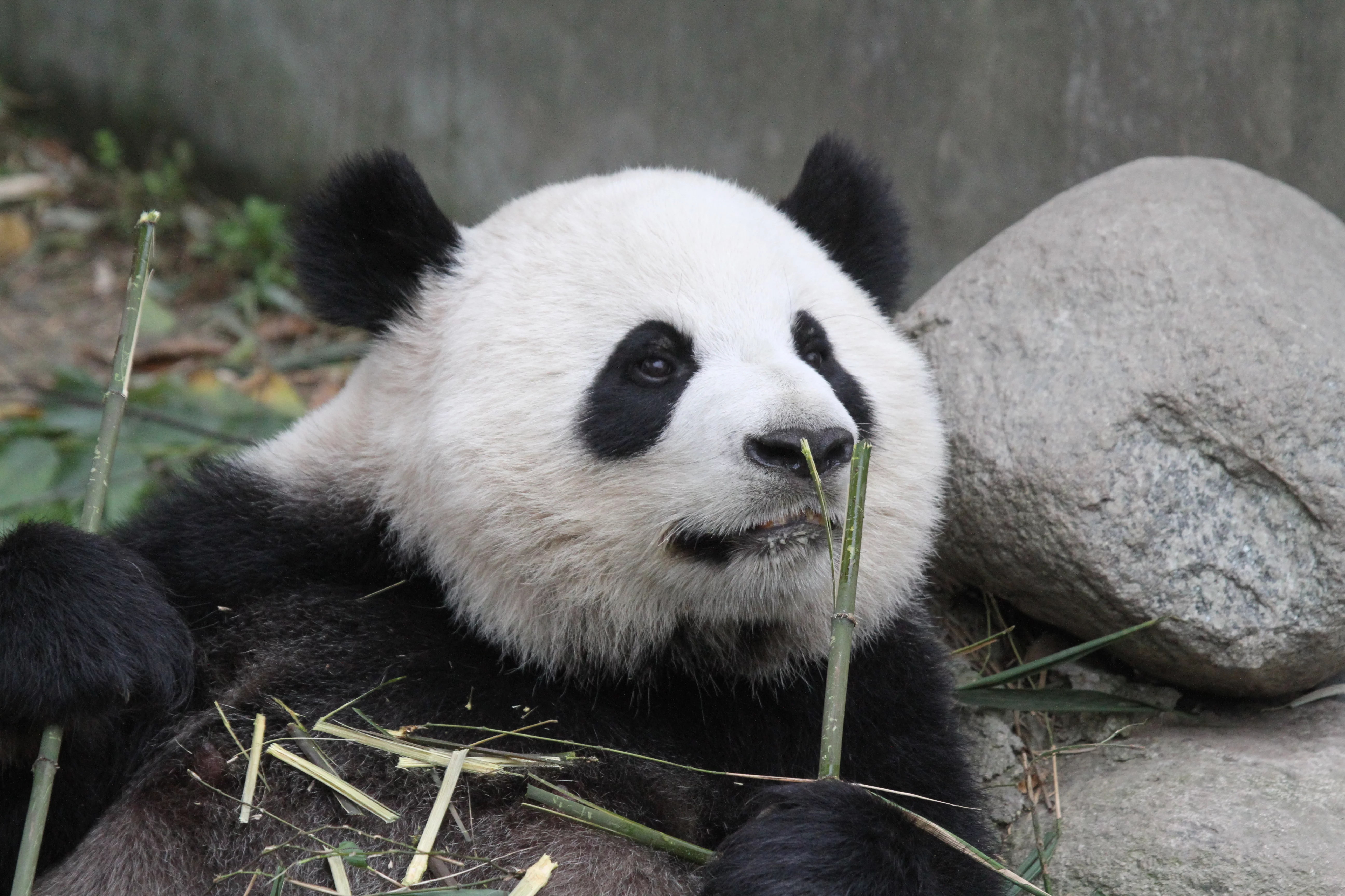 Chengdu Research Base of Giant Panda Breeding