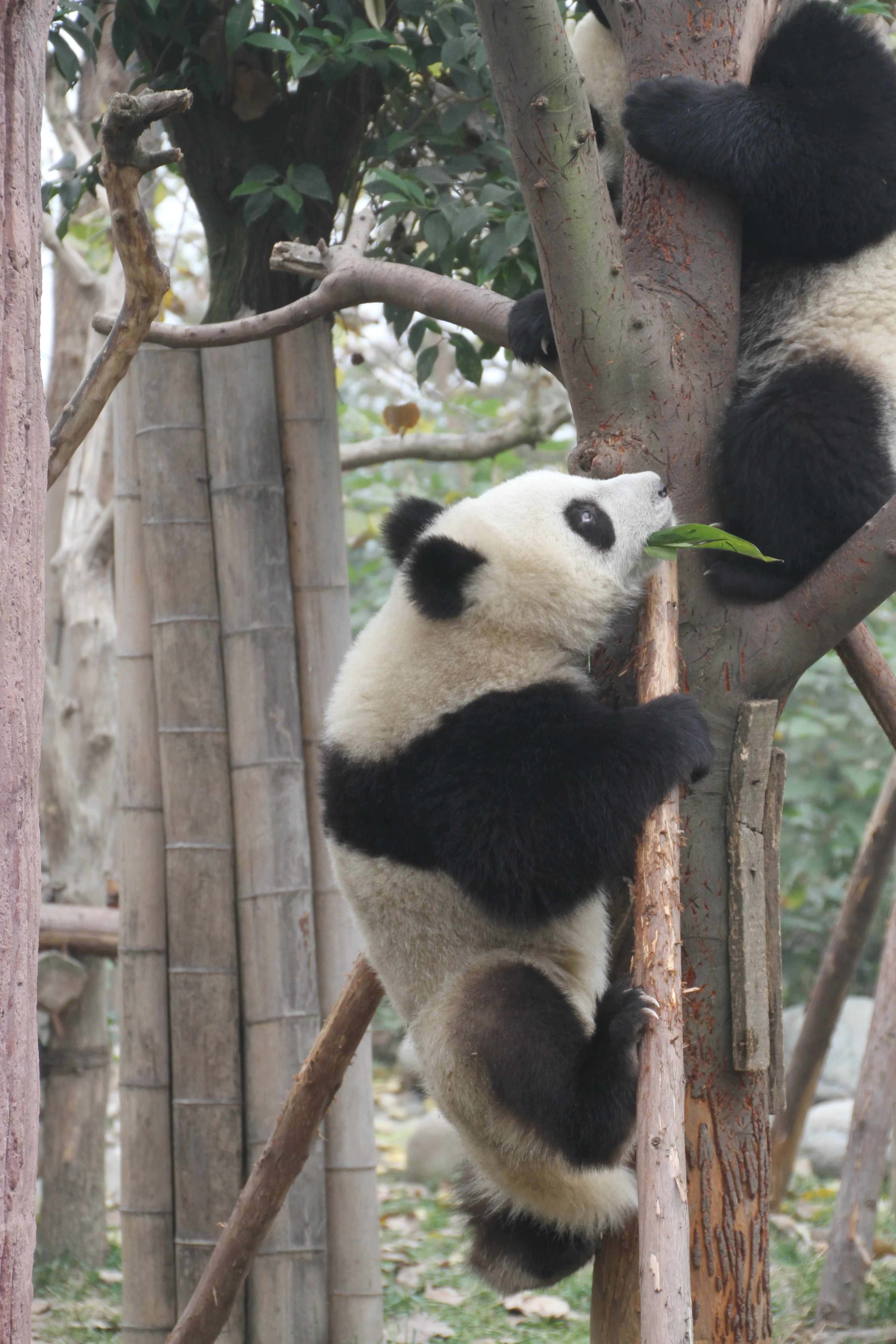 Chengdu Research Base of Giant Panda Breeding