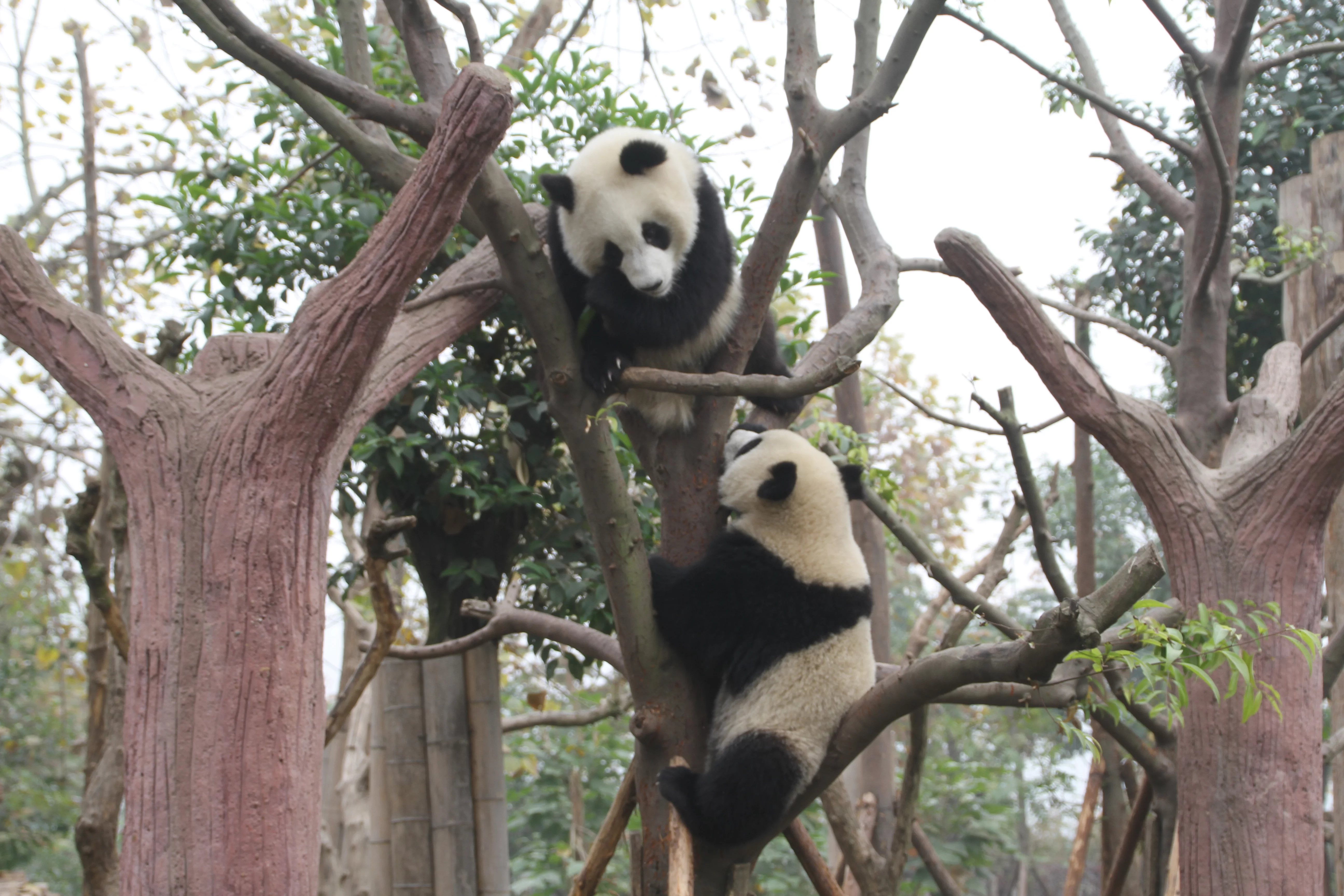 Chengdu Research Base of Giant Panda Breeding