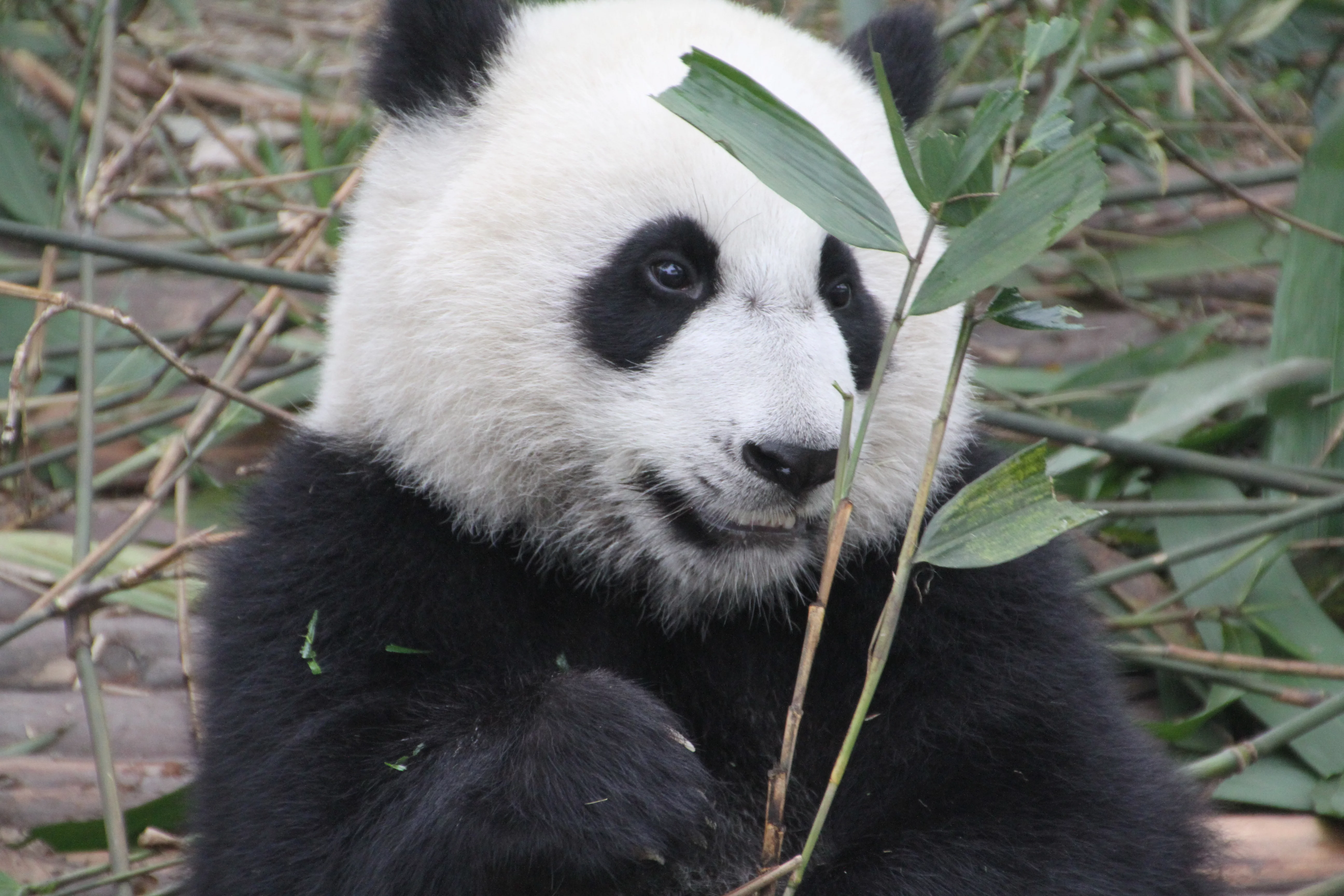 Chengdu Research Base of Giant Panda Breeding