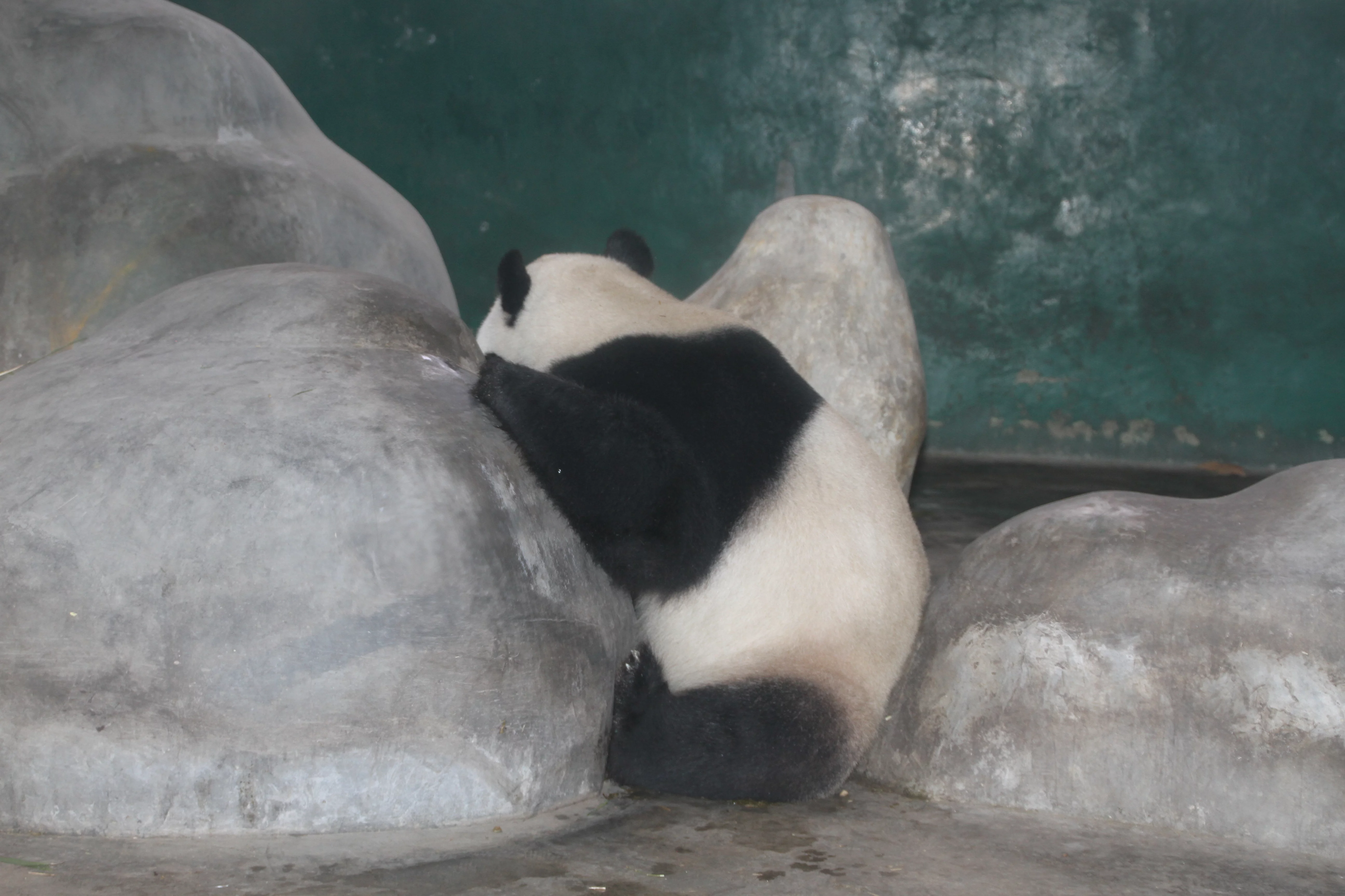 Chengdu Zoo